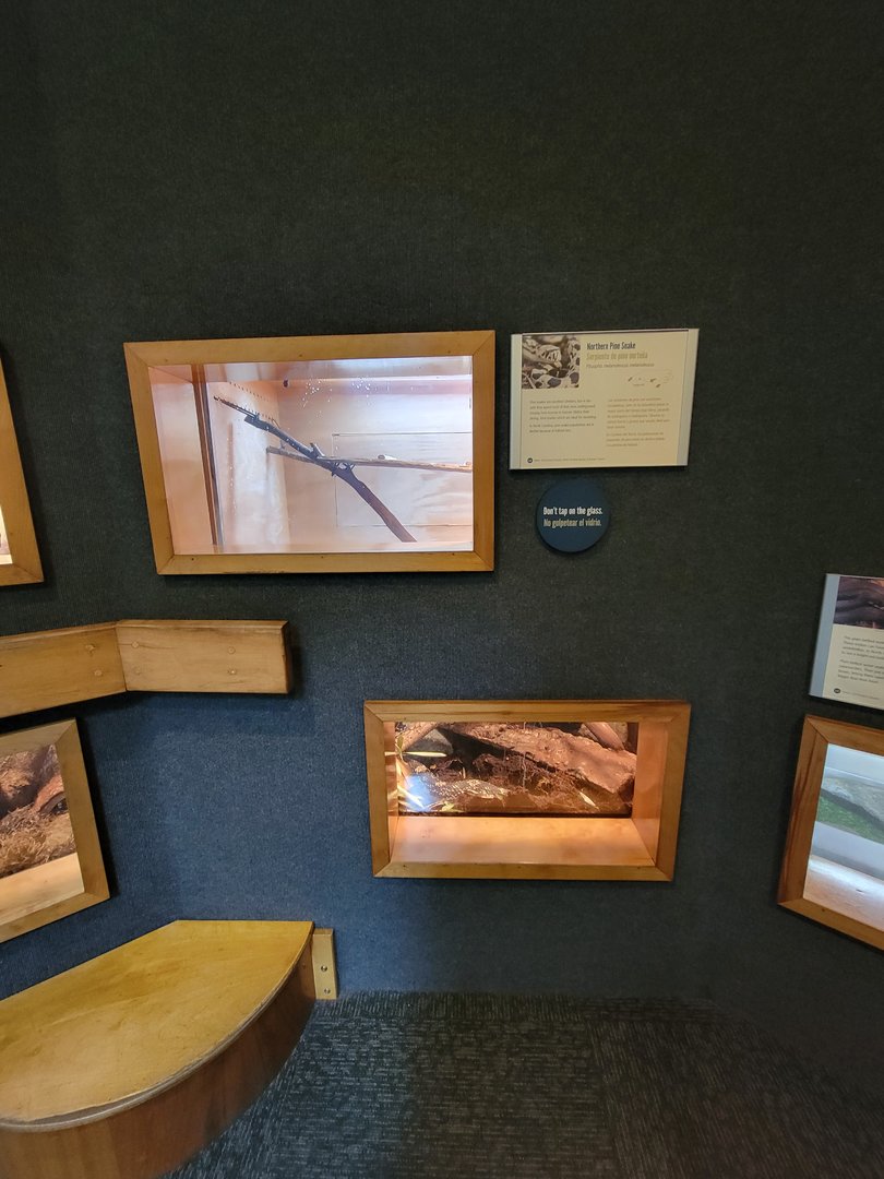 Museum of Life+Science - Carolina Wildlife, northern pine snake (both upper and lower windows)