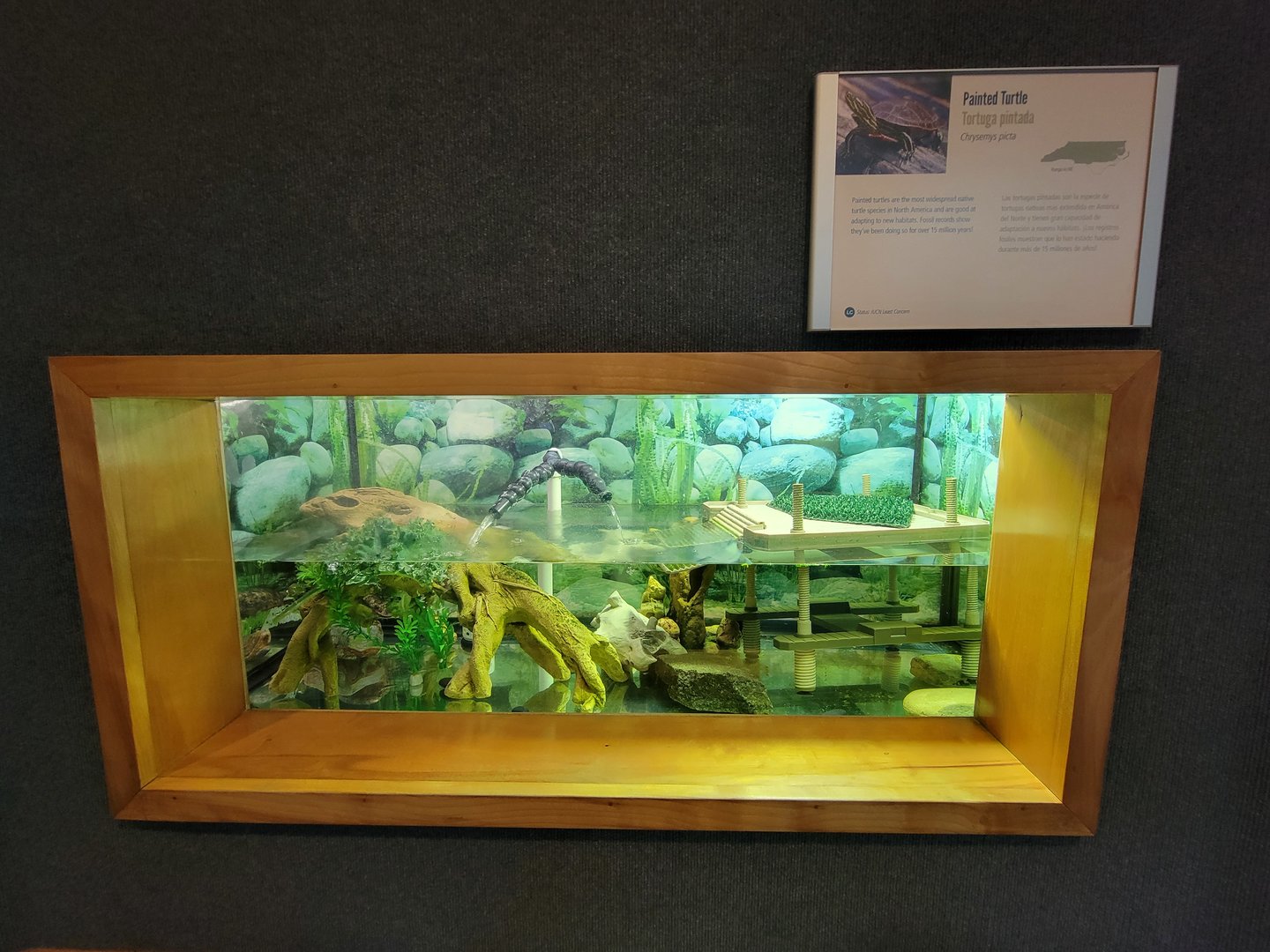 Museum of Life+Science - Carolina Wildlife, painted turtle