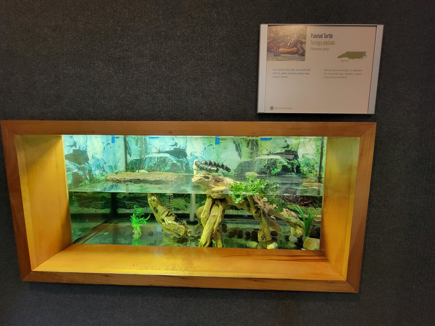 Museum of Life+Science - Carolina Wildlife, painted turtle