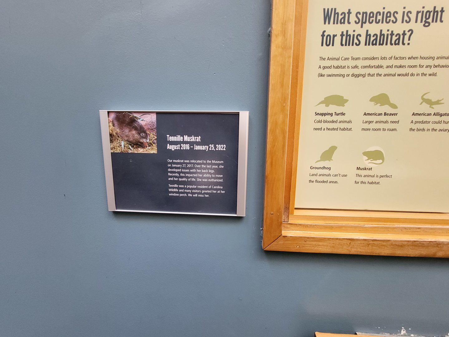 Museum of Life+Science - Carolina Wildlife, sign about muskrat dying