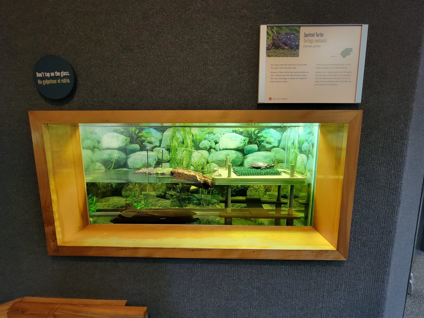 Museum of Life+Science - Carolina Wildlife, spotted turtle