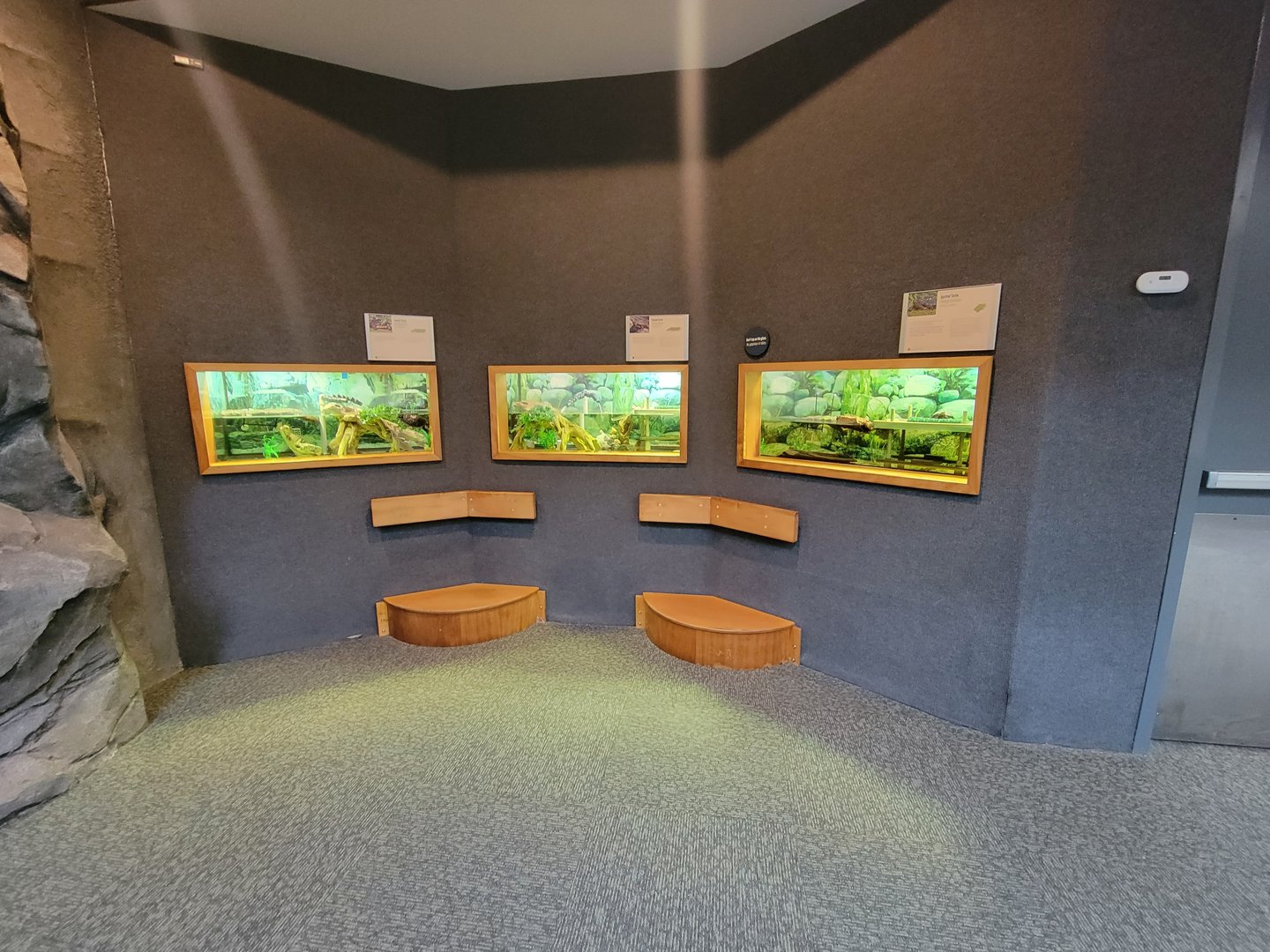 Museum of Life+Science - Carolina Wildlife, turtles