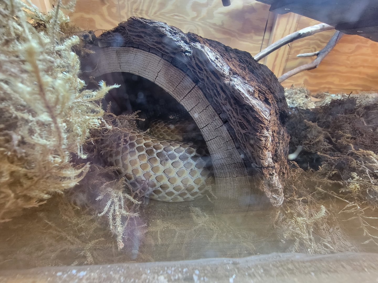 Museum of Life+Science - Carolina Wildlife, "yellow rat snake" (eastern rat snake)