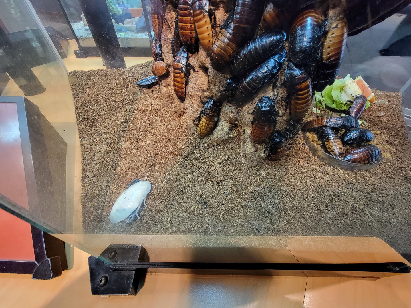 Museum of Life+Science - Magic Wings, albino Madagascar hissing cockroach