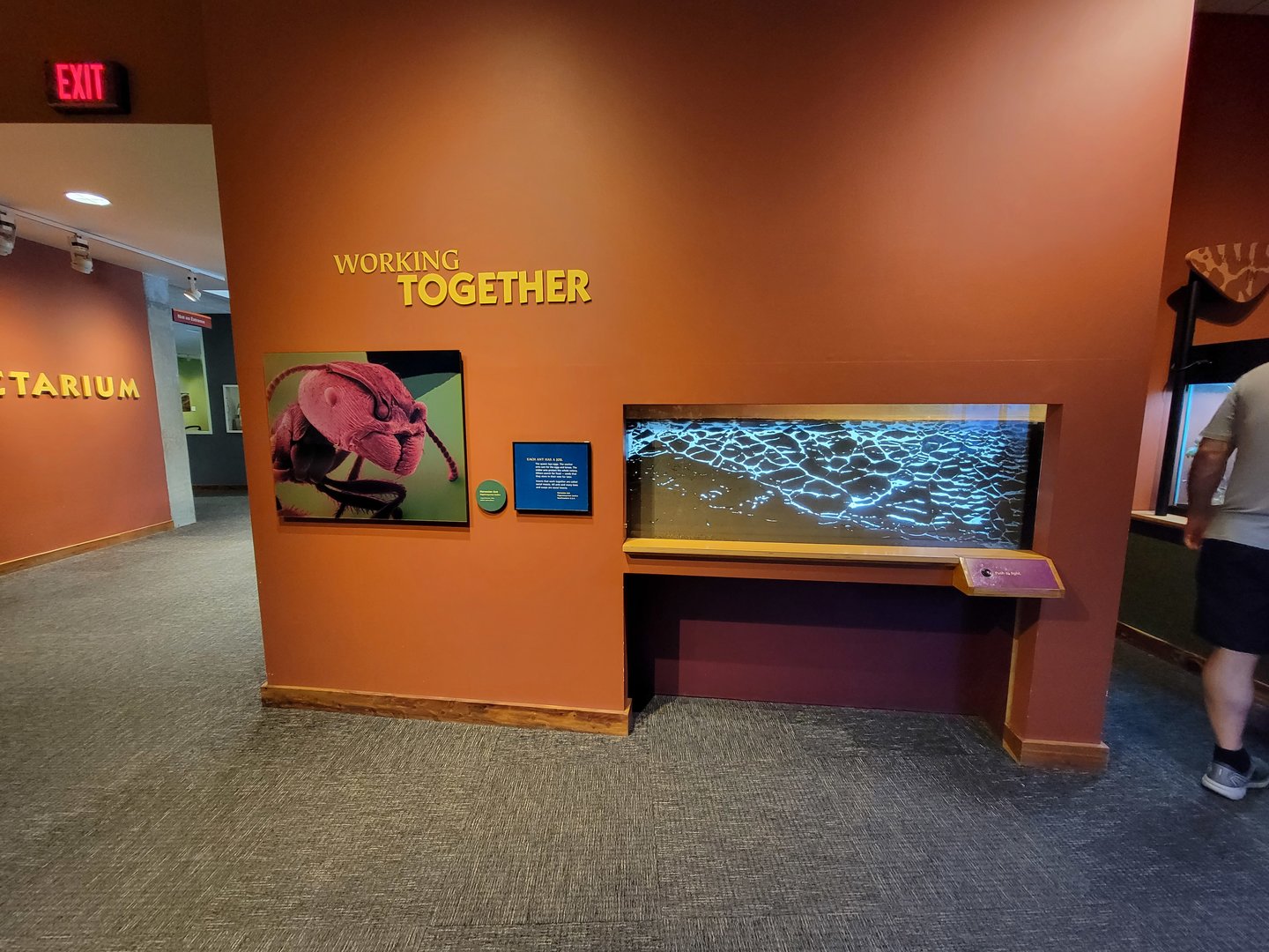 Museum of Life+Science - Magic Wings, ants