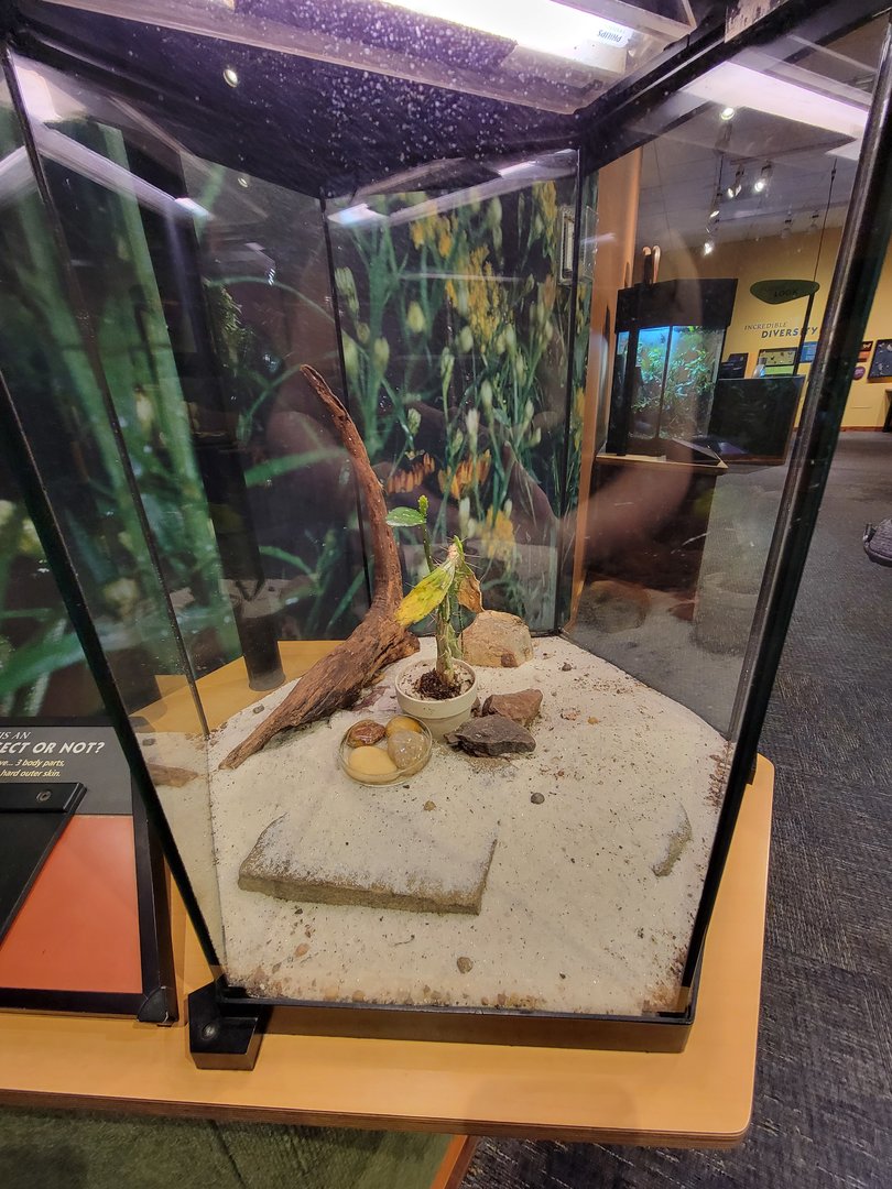 Museum of Life+Science - Magic Wings, Arizona desert hairy scorpion (Hadrurus arizonensis)
