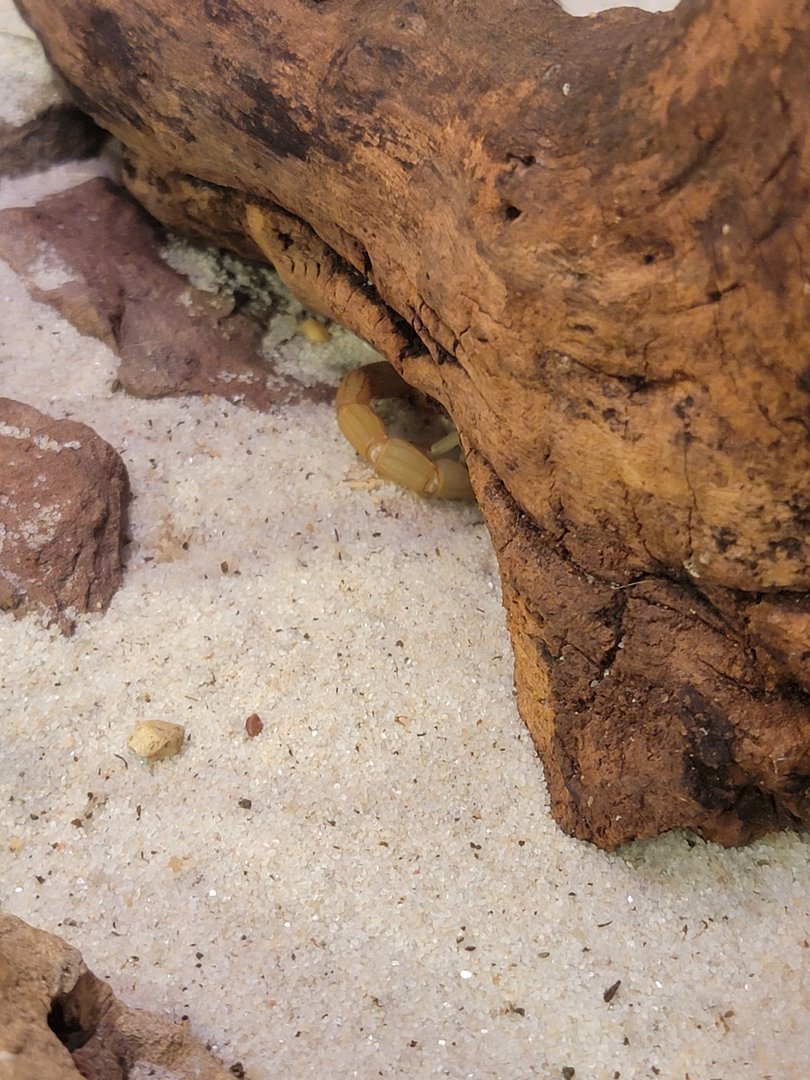 Museum of Life+Science - Magic Wings, Arizona desert hairy scorpion (Hadrurus arizonensis)