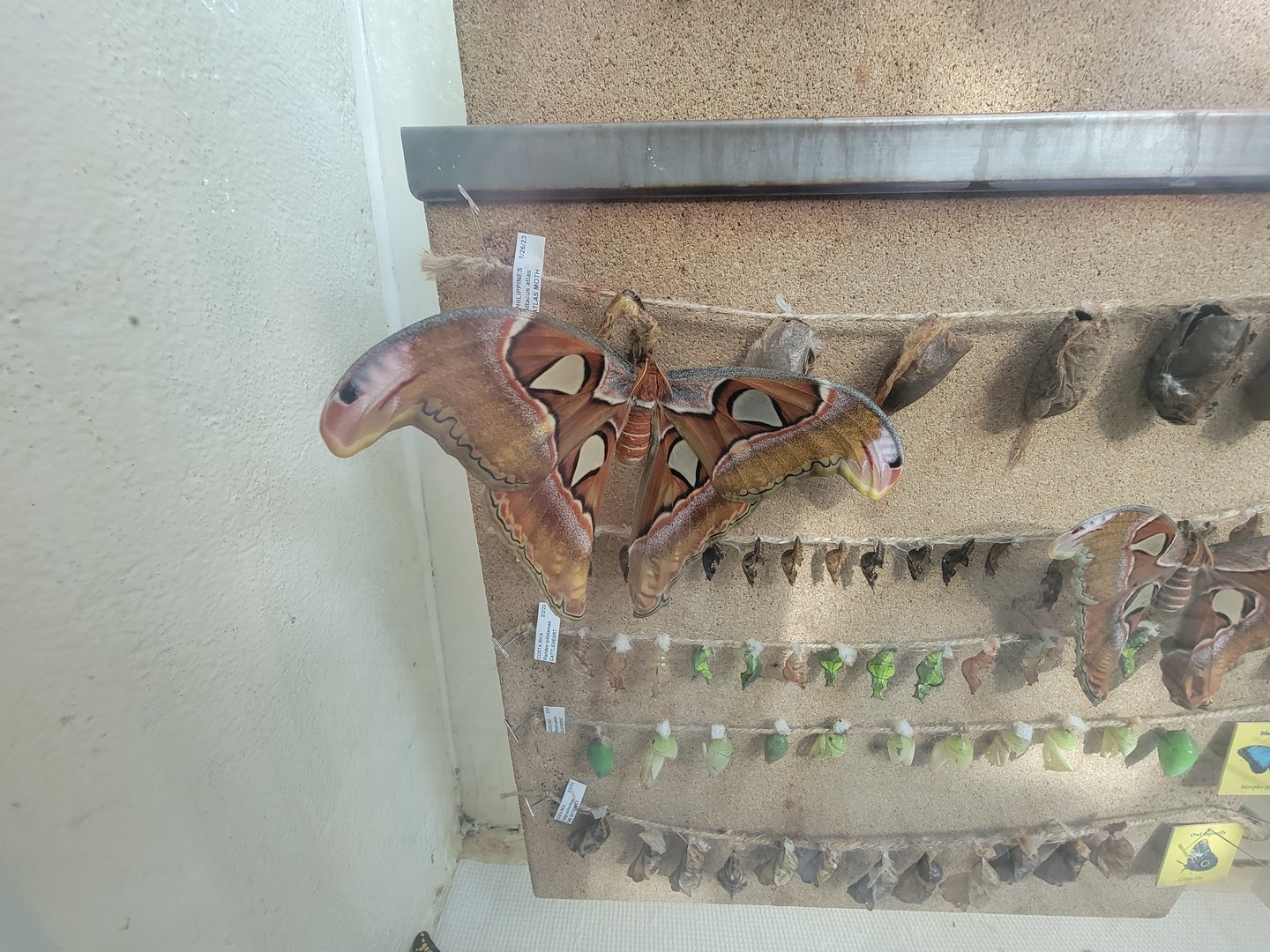 Museum of Life+Science - Magic Wings, atlas moths