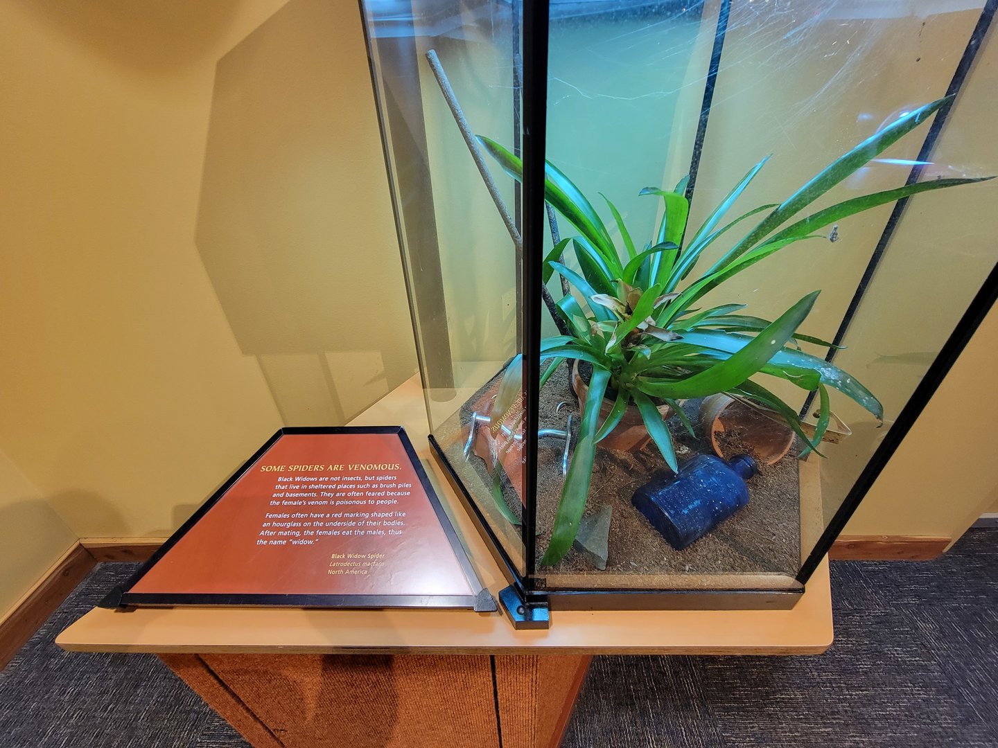 Museum of Life+Science - Magic Wings, black widow