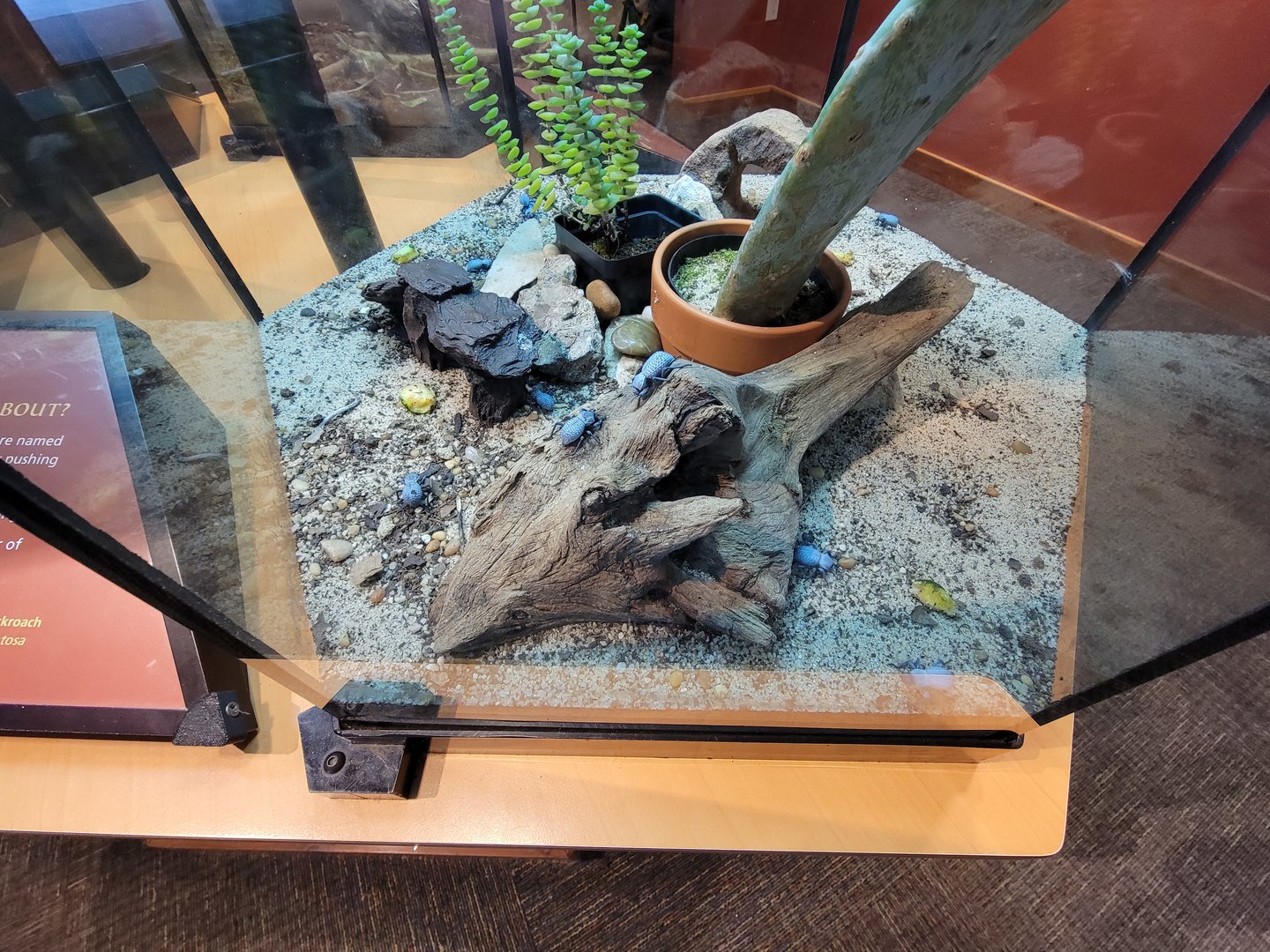 Museum of Life+Science - Magic Wings, blue death feigning beetle