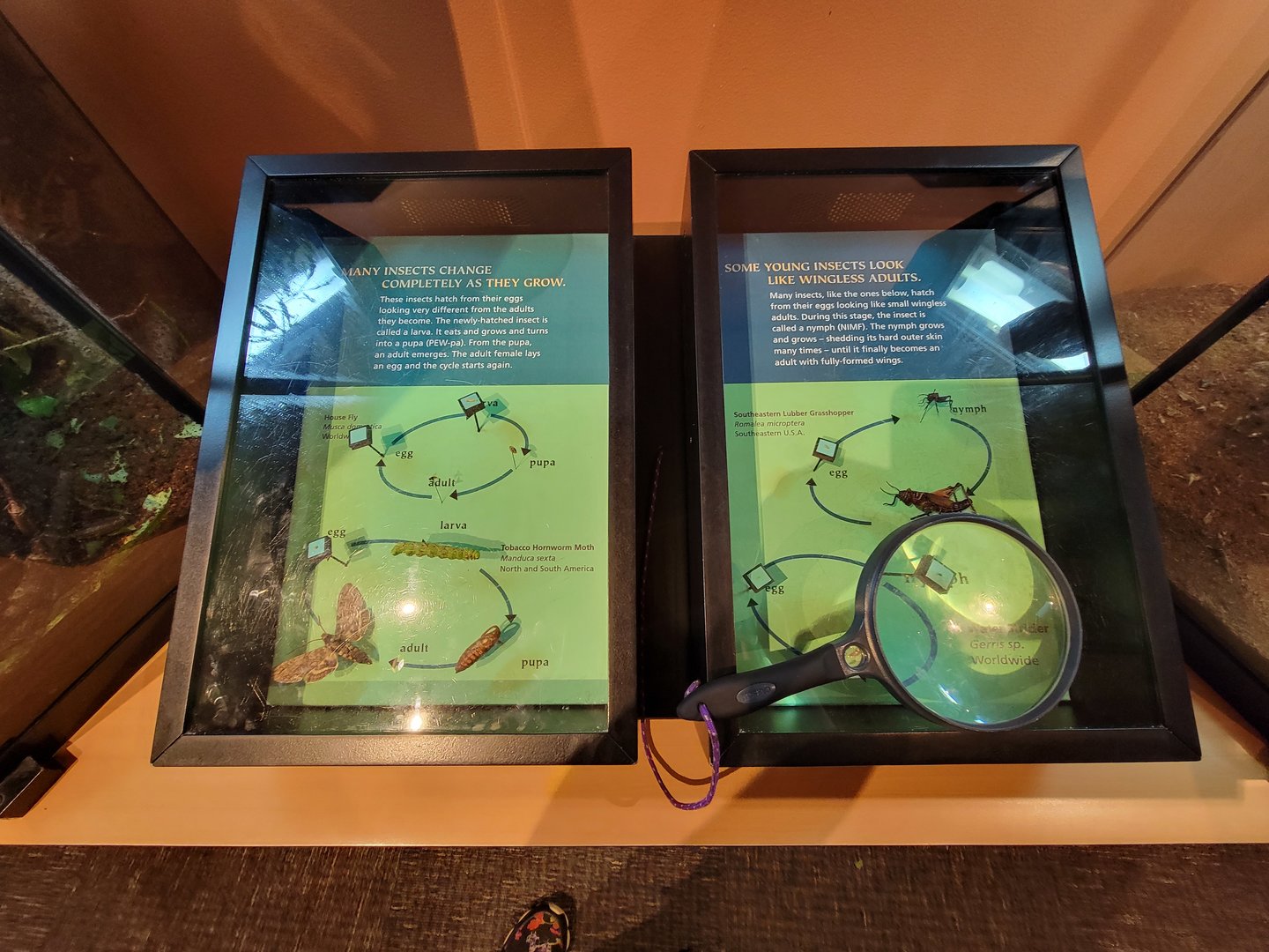 Museum of Life+Science - Magic Wings, bugs that change/don't change as they grow
