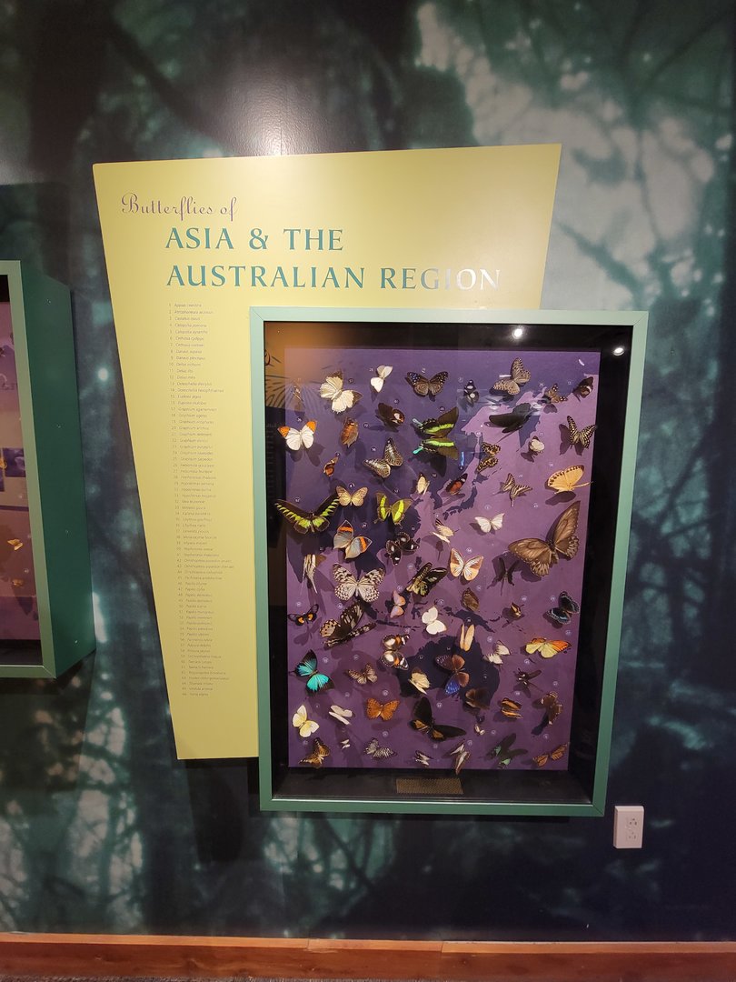 Museum of Life+Science - Magic Wings, Butterflies of Asia & Australia
