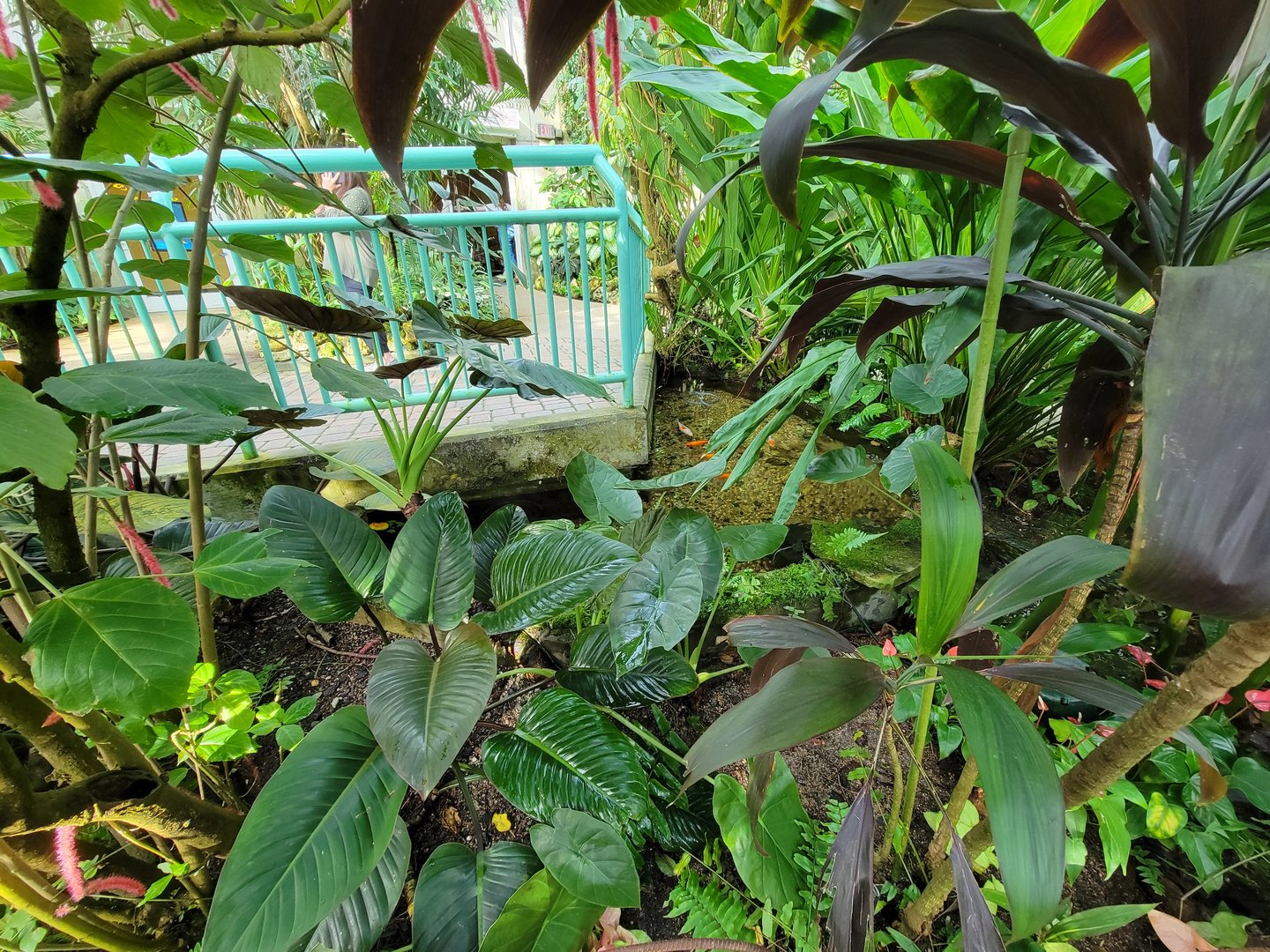 Museum of Life+Science - Magic Wings, butterfly conservatory, goldfish