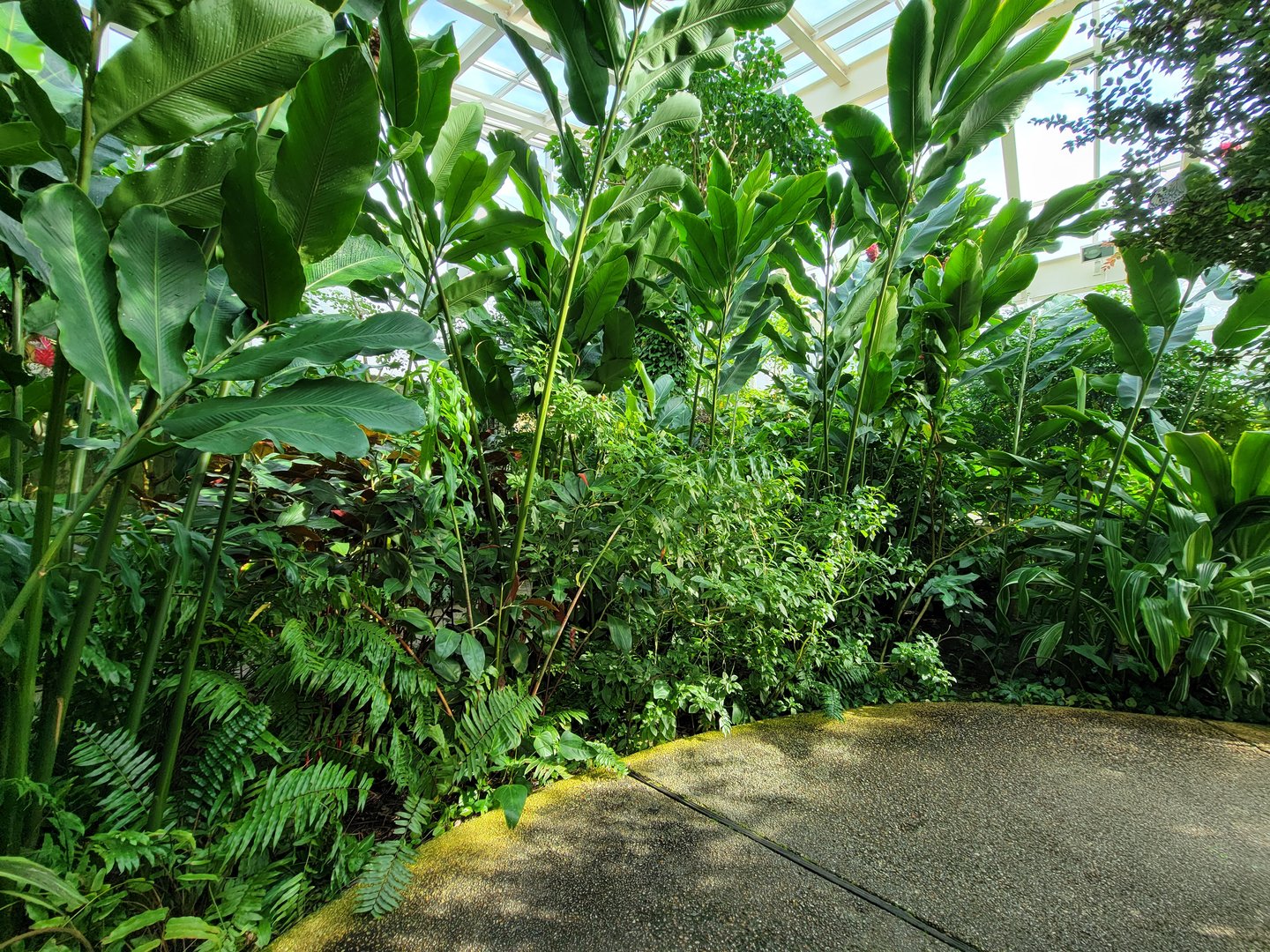 Museum of Life+Science - Magic Wings, butterfly conservatory