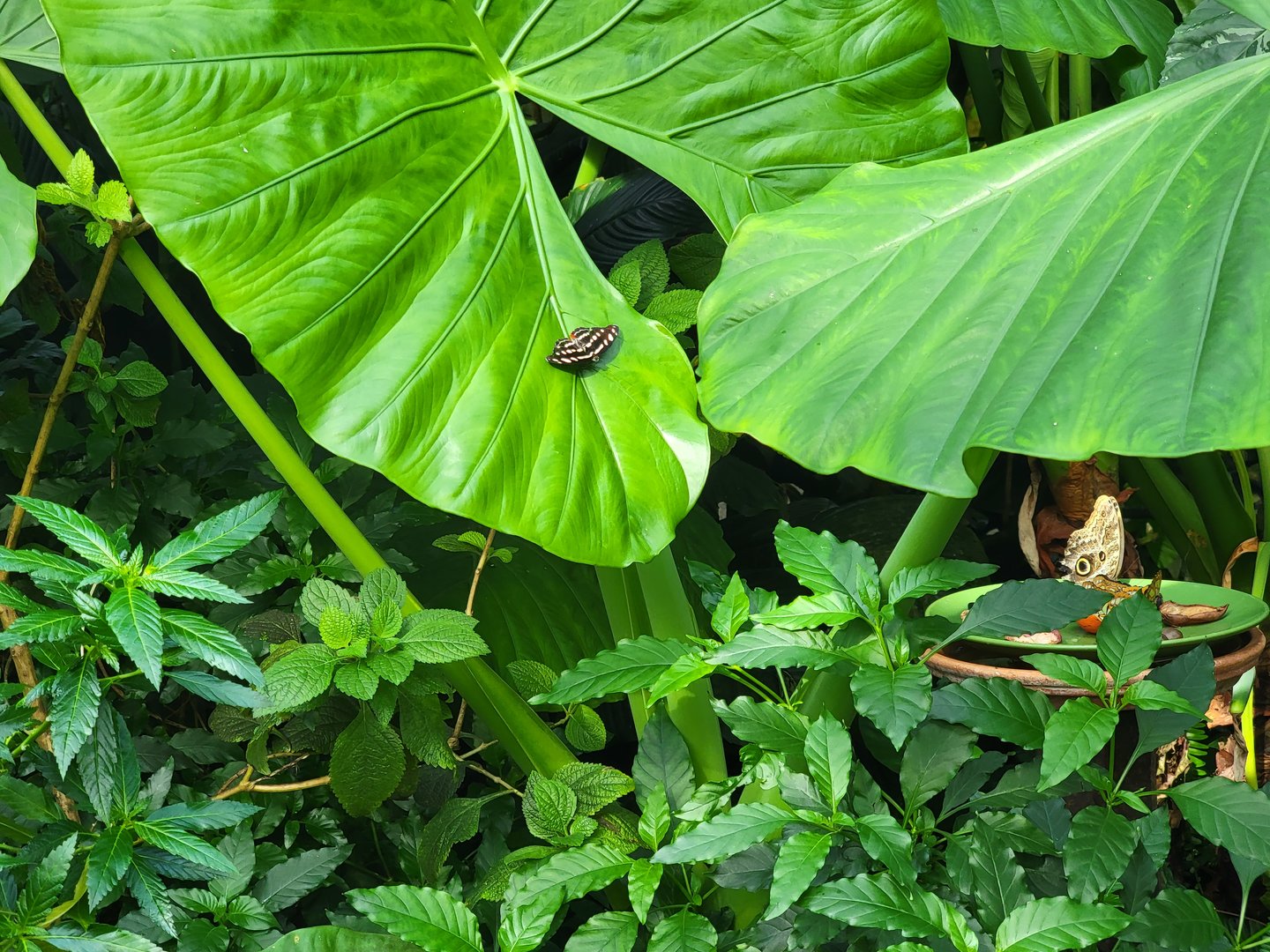 Museum of Life+Science - Magic Wings, butterfly conservatory