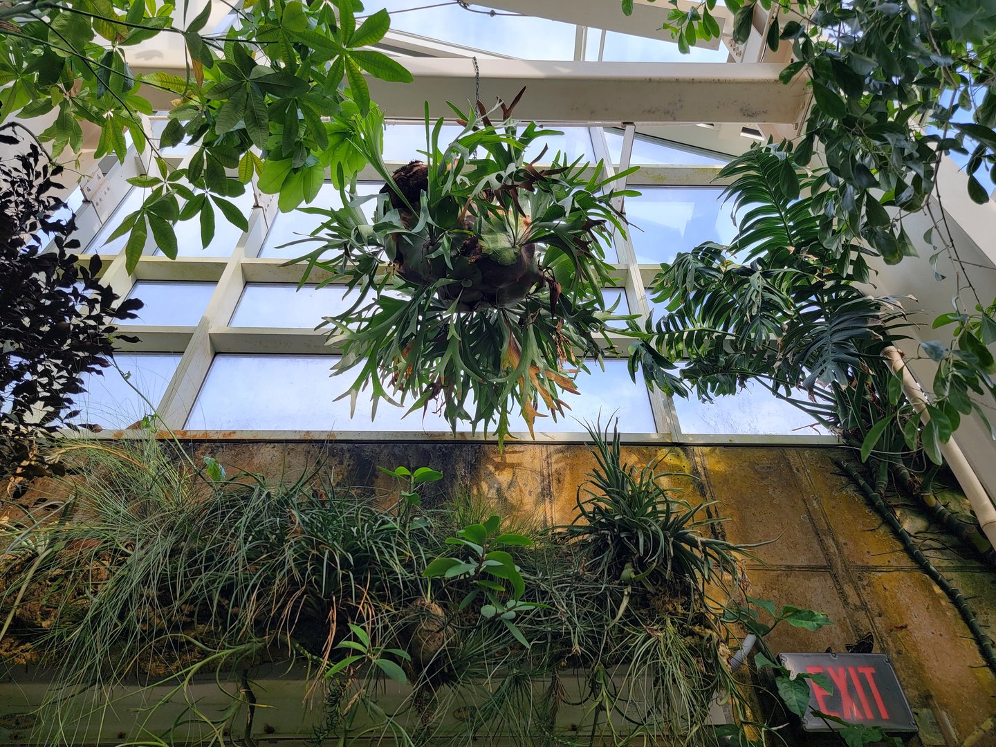 Museum of Life+Science - Magic Wings, butterfly conservatory