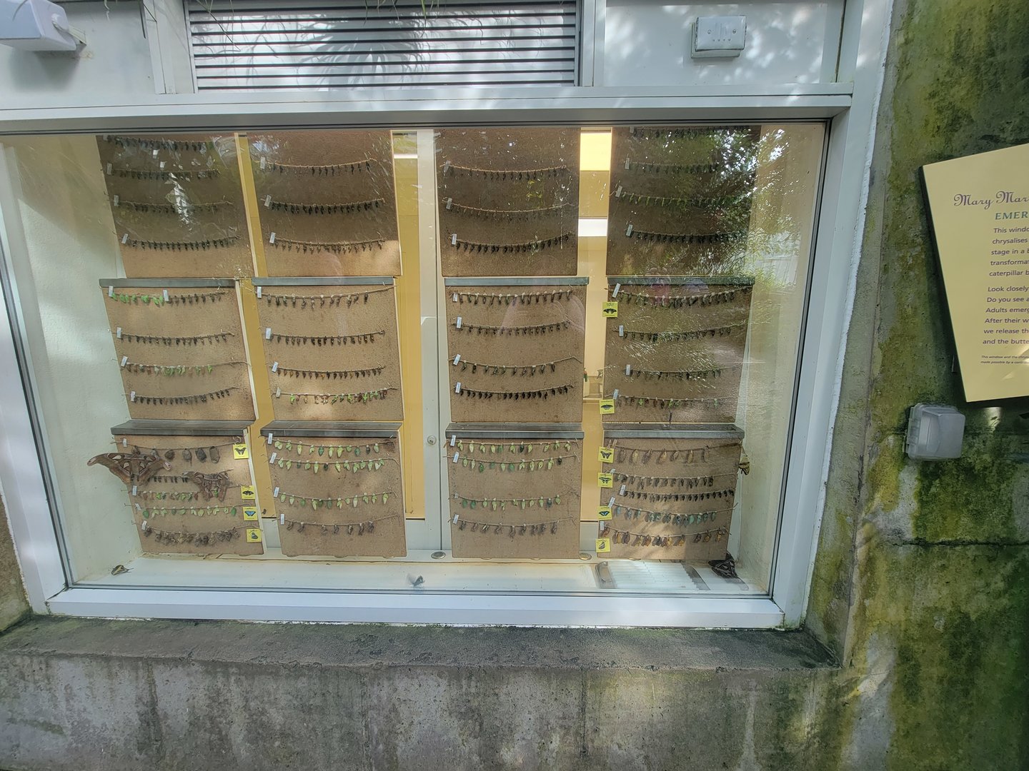 Museum of Life+Science - Magic Wings, butterfly conservatory