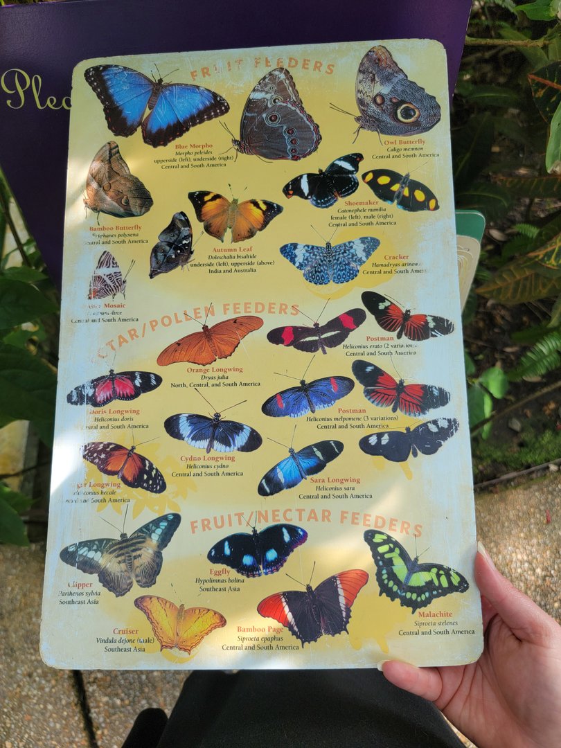 Museum of Life+Science - Magic Wings, butterfly signage