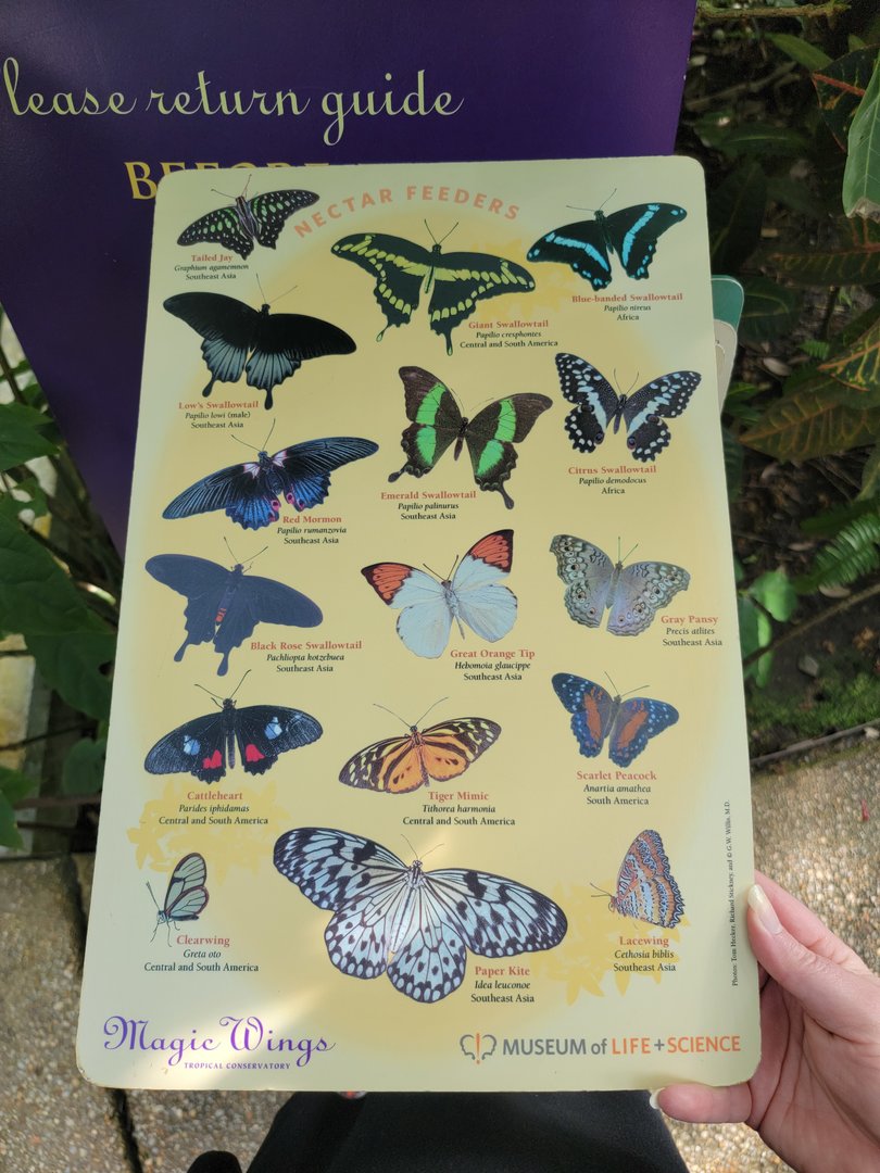 Museum of Life+Science - Magic Wings, butterfly signage