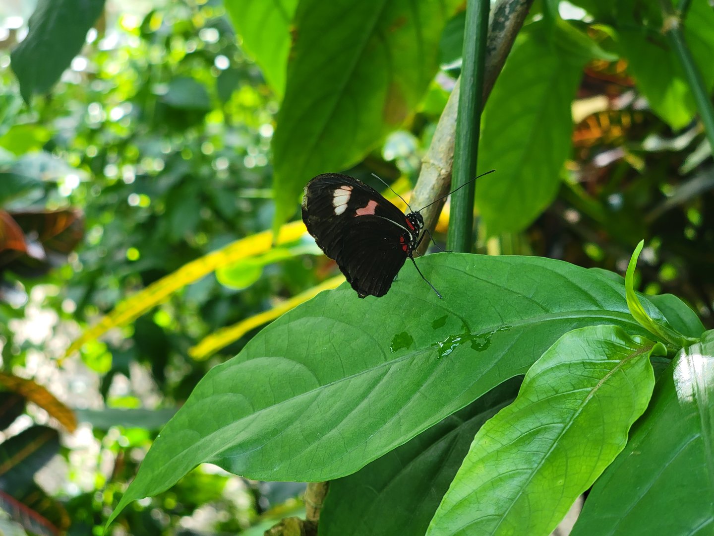 Museum of Life+Science - Magic Wings, butterfly