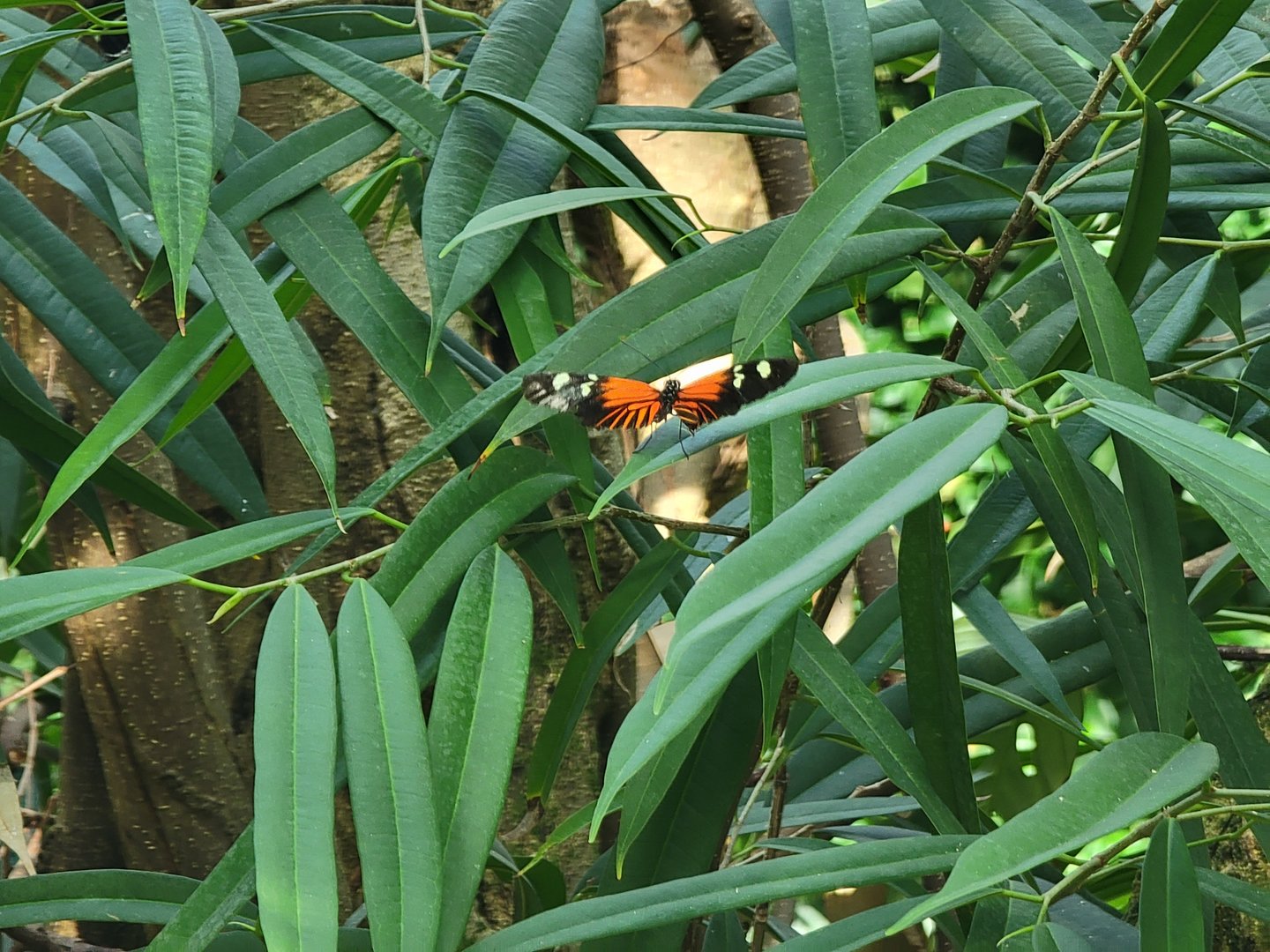 Museum of Life+Science - Magic Wings, butterfly
