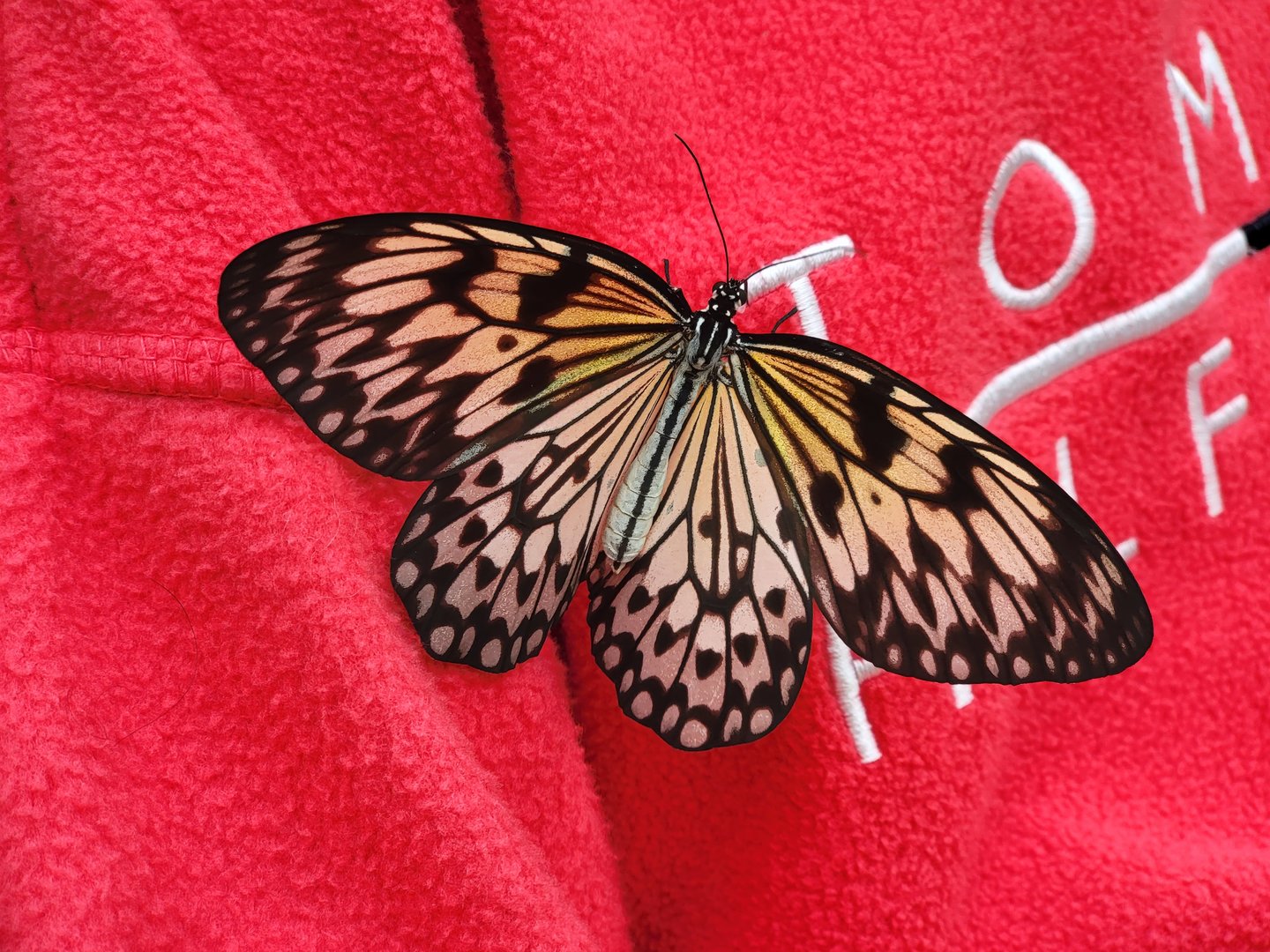 Museum of Life+Science - Magic Wings, butterfly