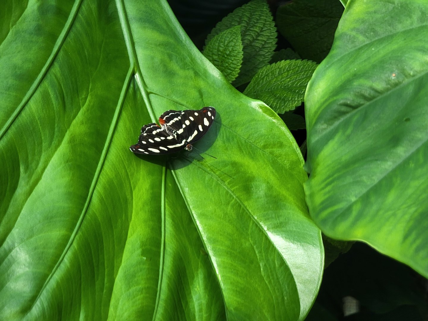 Museum of Life+Science - Magic Wings, butterfly