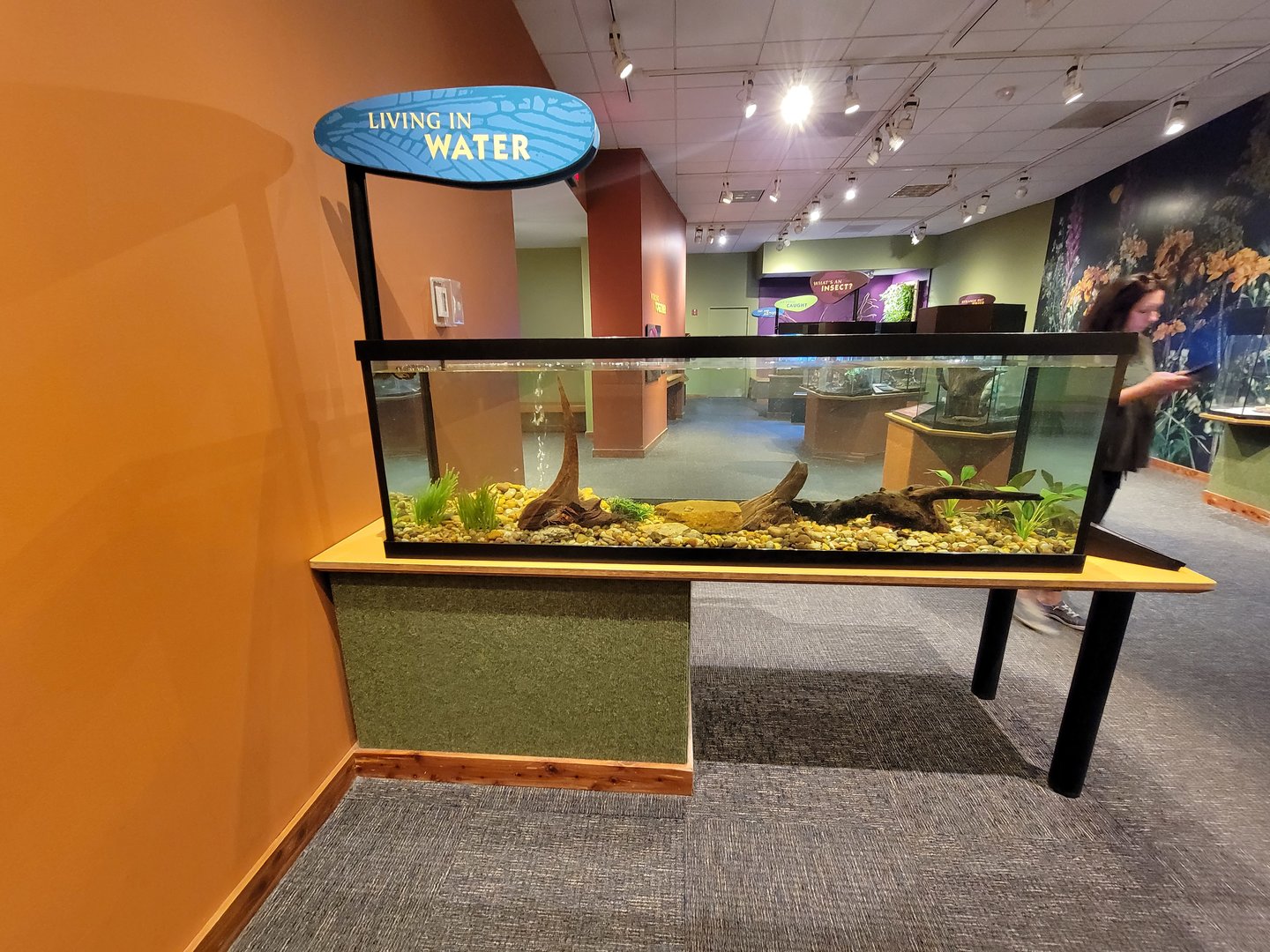 Museum of Life+Science - Magic Wings, crayfish