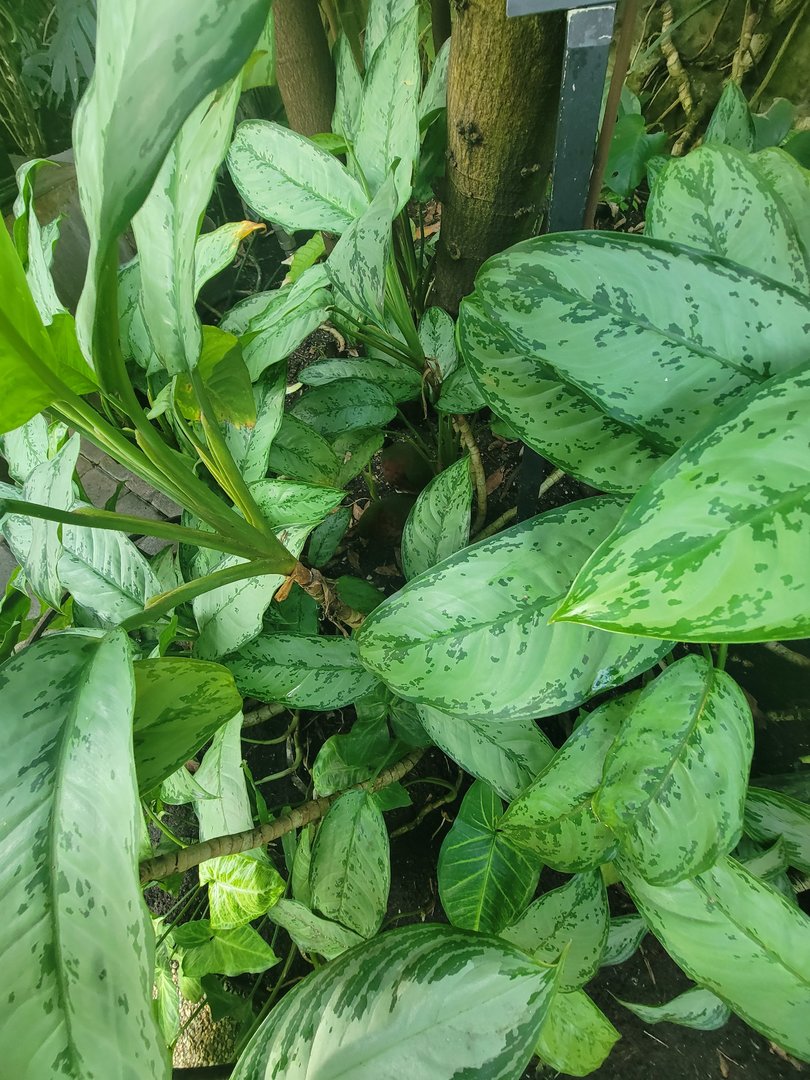 Museum of Life+Science - Magic Wings, crested wood partridges hiding