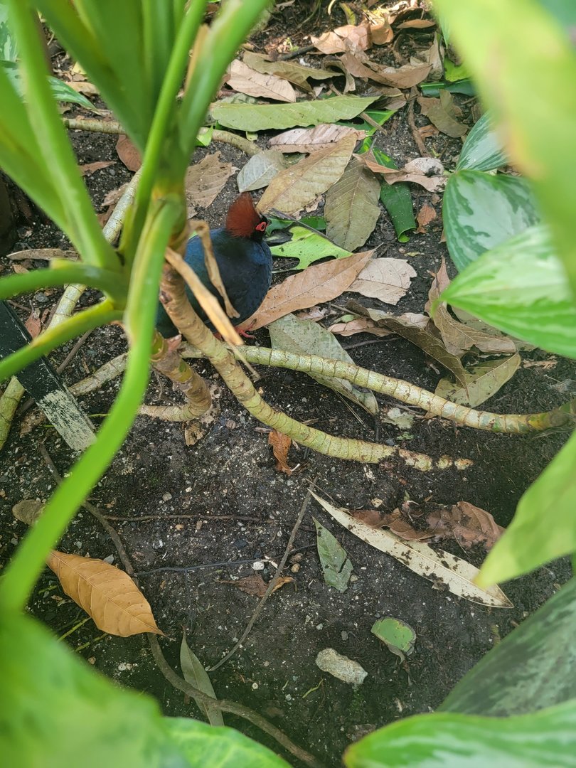 Museum of Life+Science - Magic Wings, crested wood partridges hiding