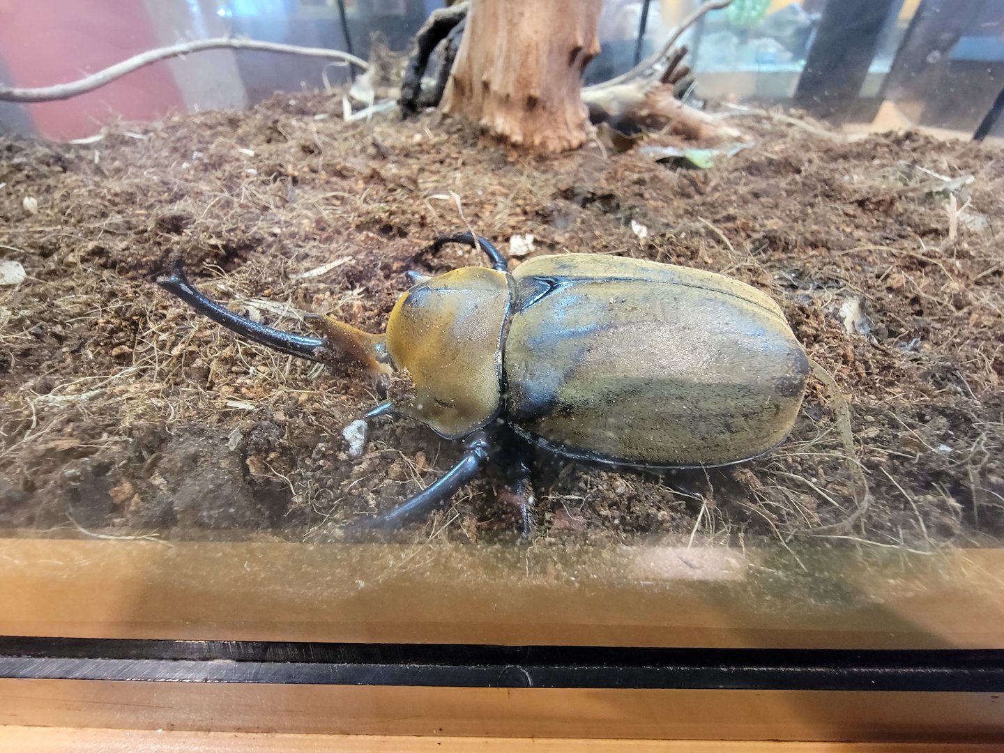 Museum of Life+Science - Magic Wings, elephant beetle (Megasoma elephas)