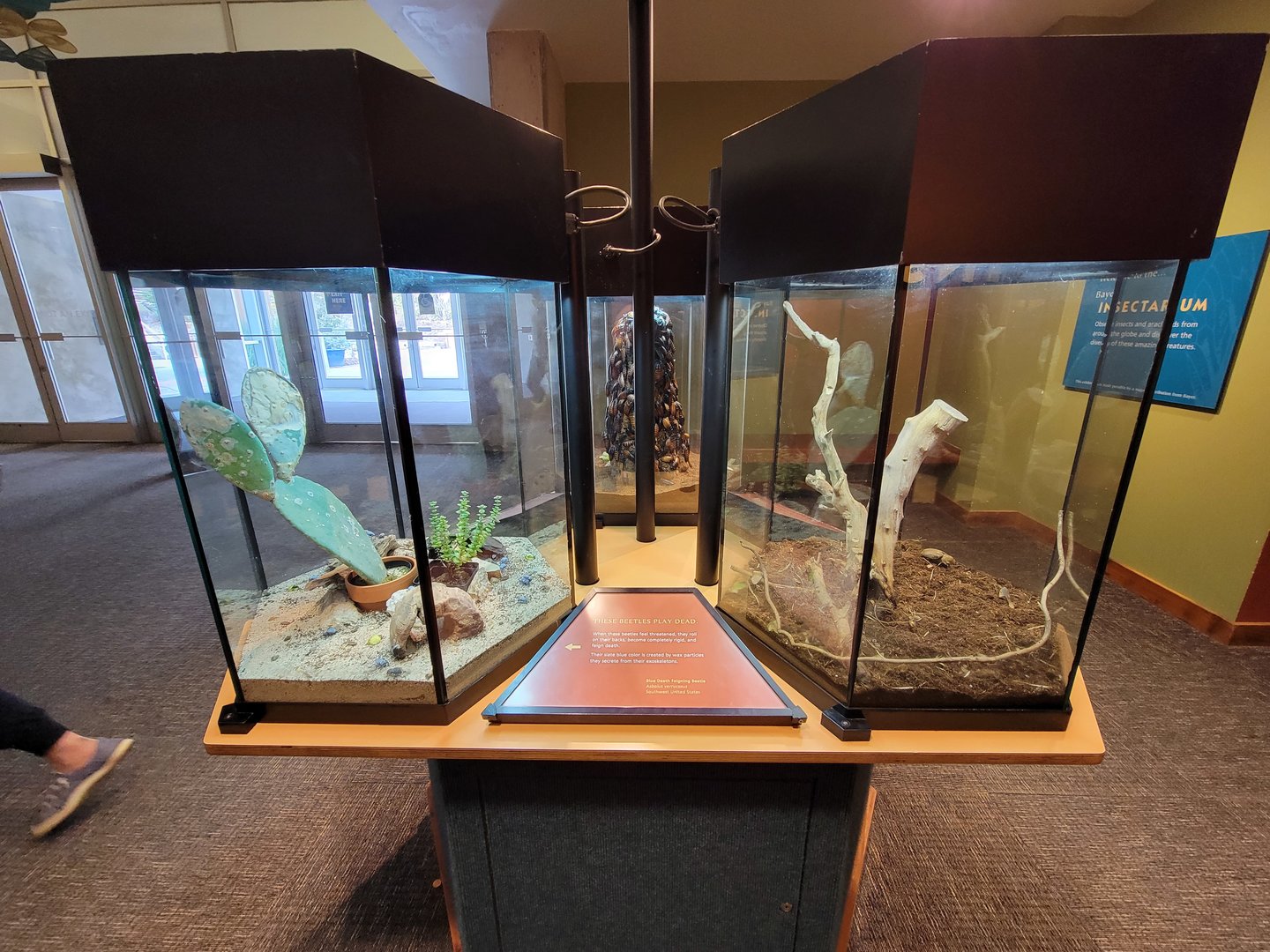 Museum of Life+Science - Magic Wings, first trio of exhibits