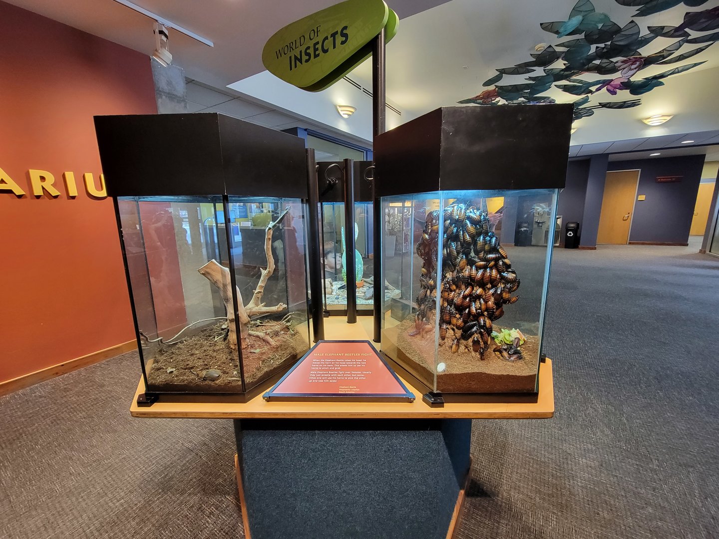 Museum of Life+Science - Magic Wings, first trio of exhibits