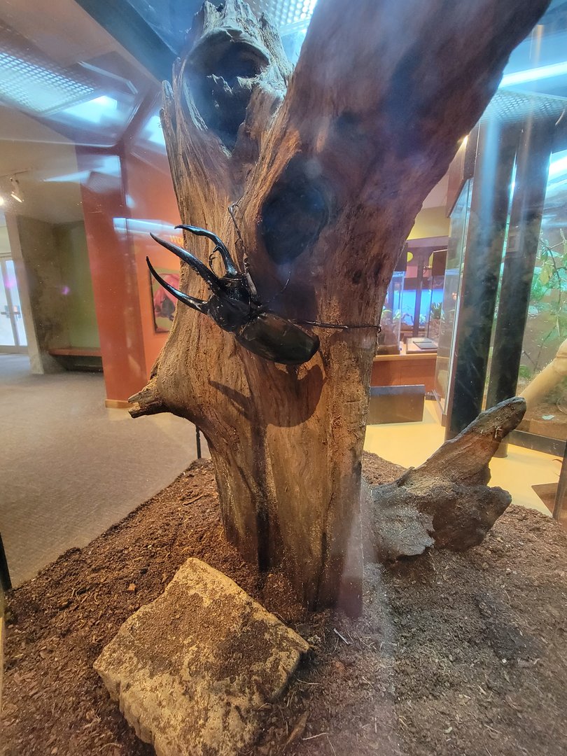 Museum of Life+Science - Magic Wings, giant black rhino beetle (Chalcosoma atlas)