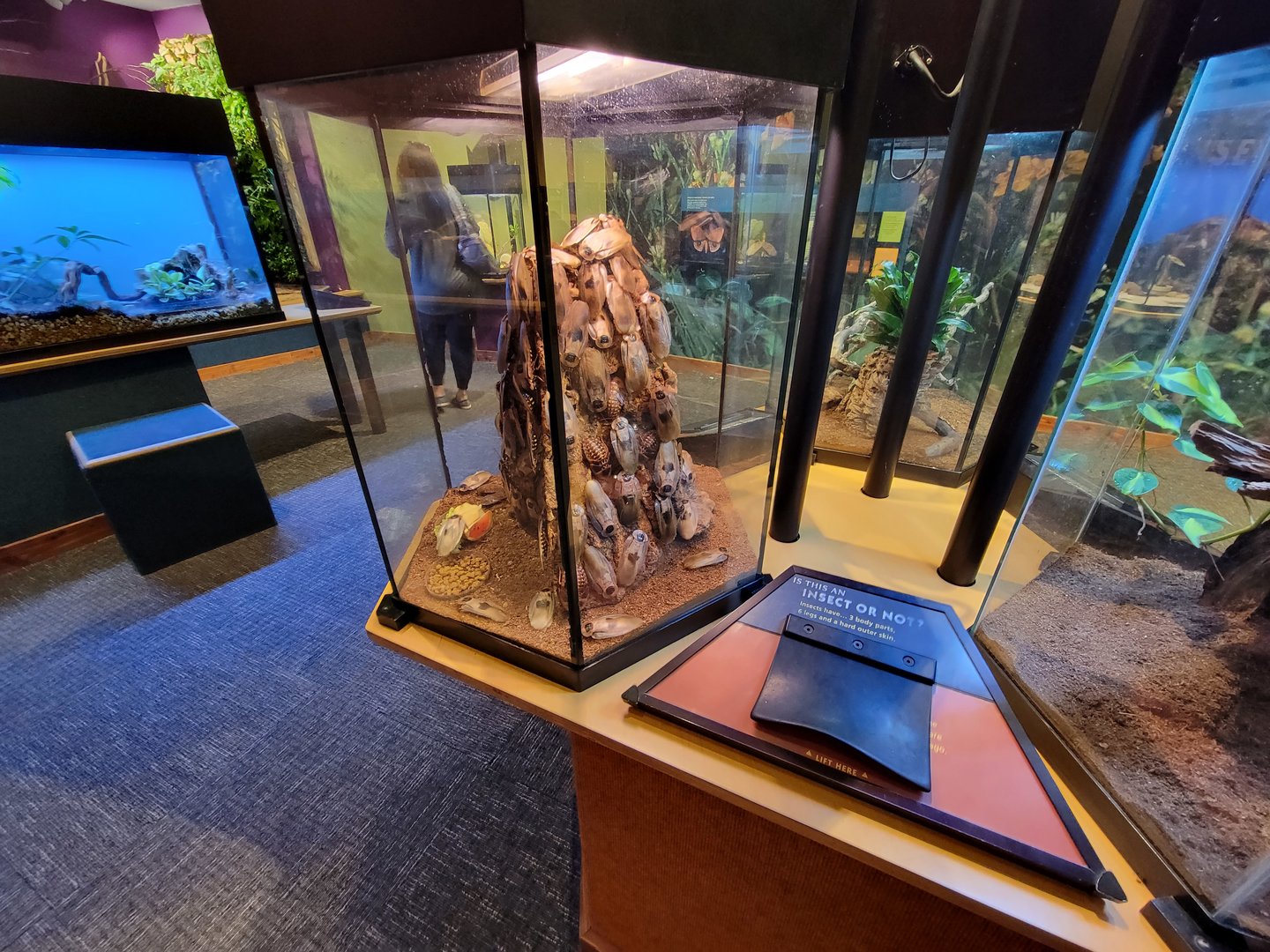 Museum of Life+Science - Magic Wings, giant cave cockroach