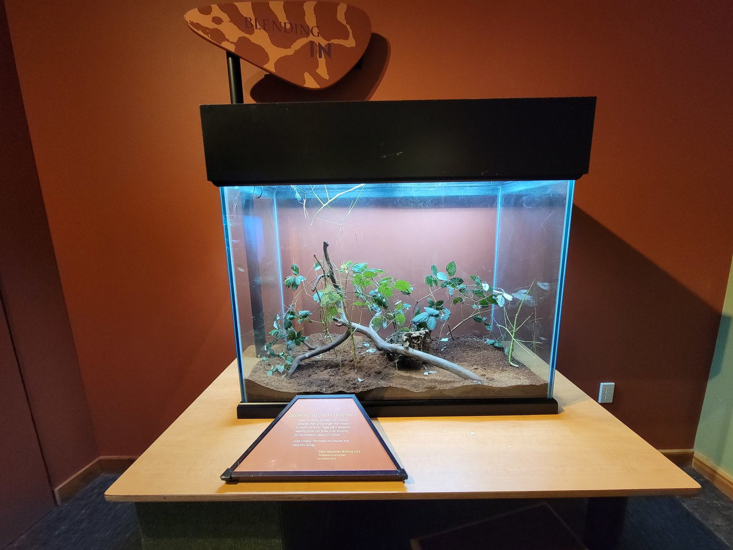 Museum of Life+Science - Magic Wings, giant Malaysian walking stick