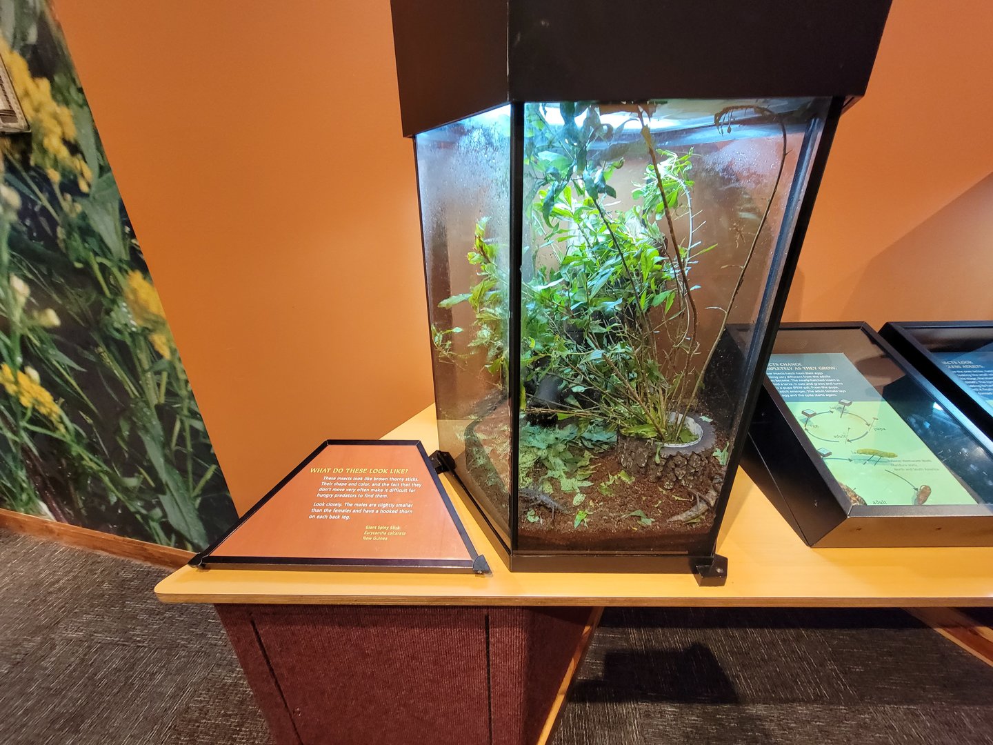 Museum of Life+Science - Magic Wings, giant spiny stick