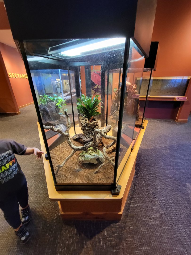 Museum of Life+Science - Magic Wings, giant vinegaroon (Mastigoproctus giganteus)