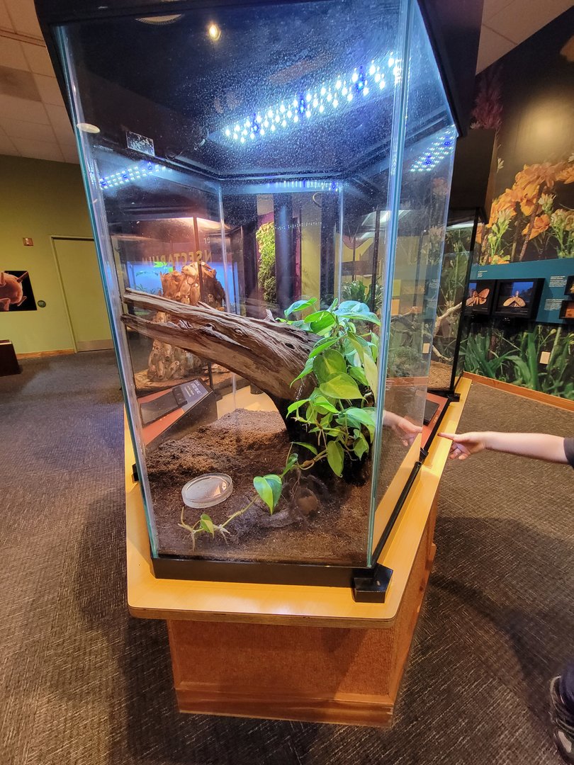 Museum of Life+Science - Magic Wings, goliath birdeating spider