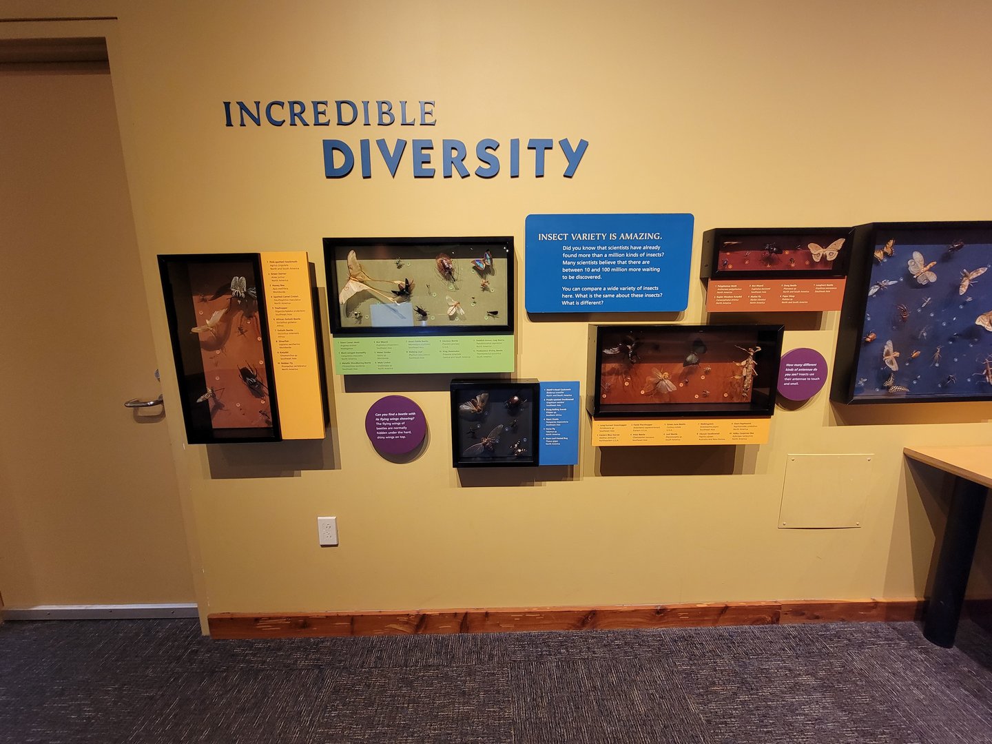 Museum of Life+Science - Magic Wings, incredible diversity