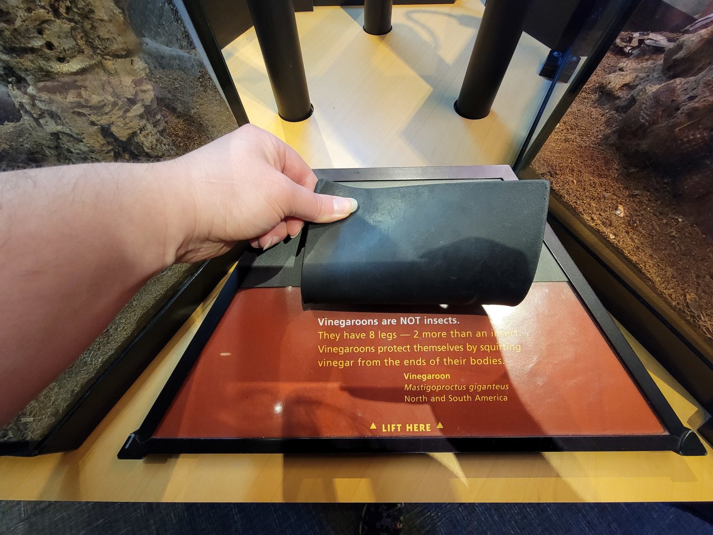 Museum of Life+Science - Magic Wings, Is it an insect or not?