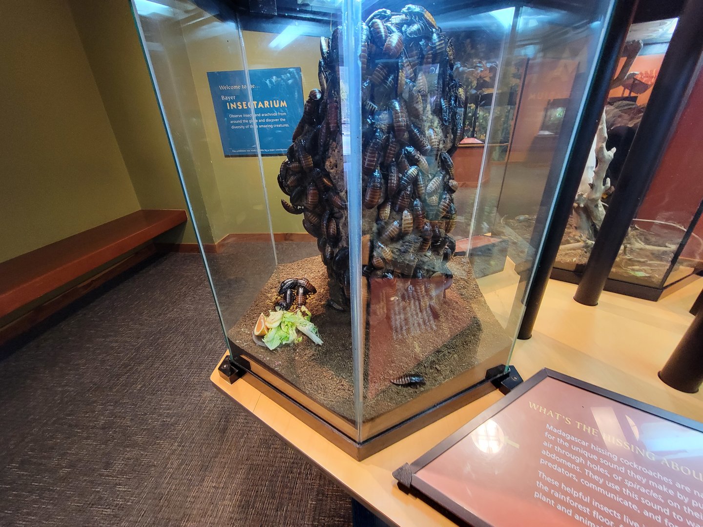 Museum of Life+Science - Magic Wings, Madagascar hissing cockroach