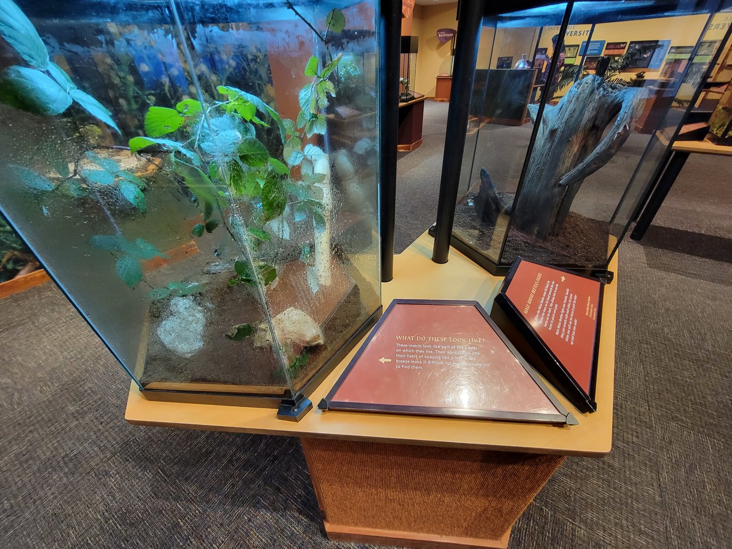 Museum of Life+Science - Magic Wings, moving leaf insect (Phyllium spp.)