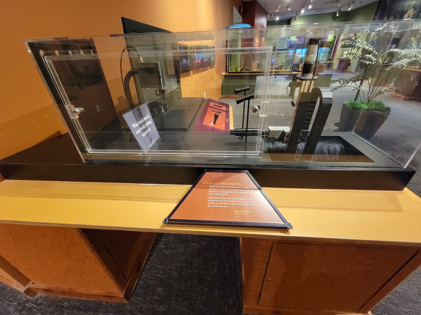 Museum of Life+Science - Magic Wings, normally holds tobacco hornworms