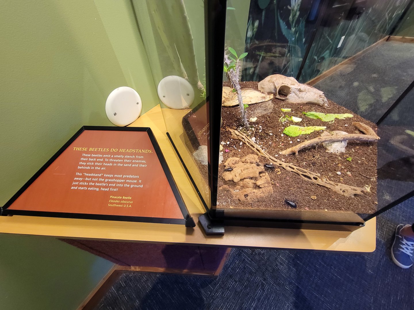 Museum of Life+Science - Magic Wings, Pinacate beetle (Eleodes obscurus)