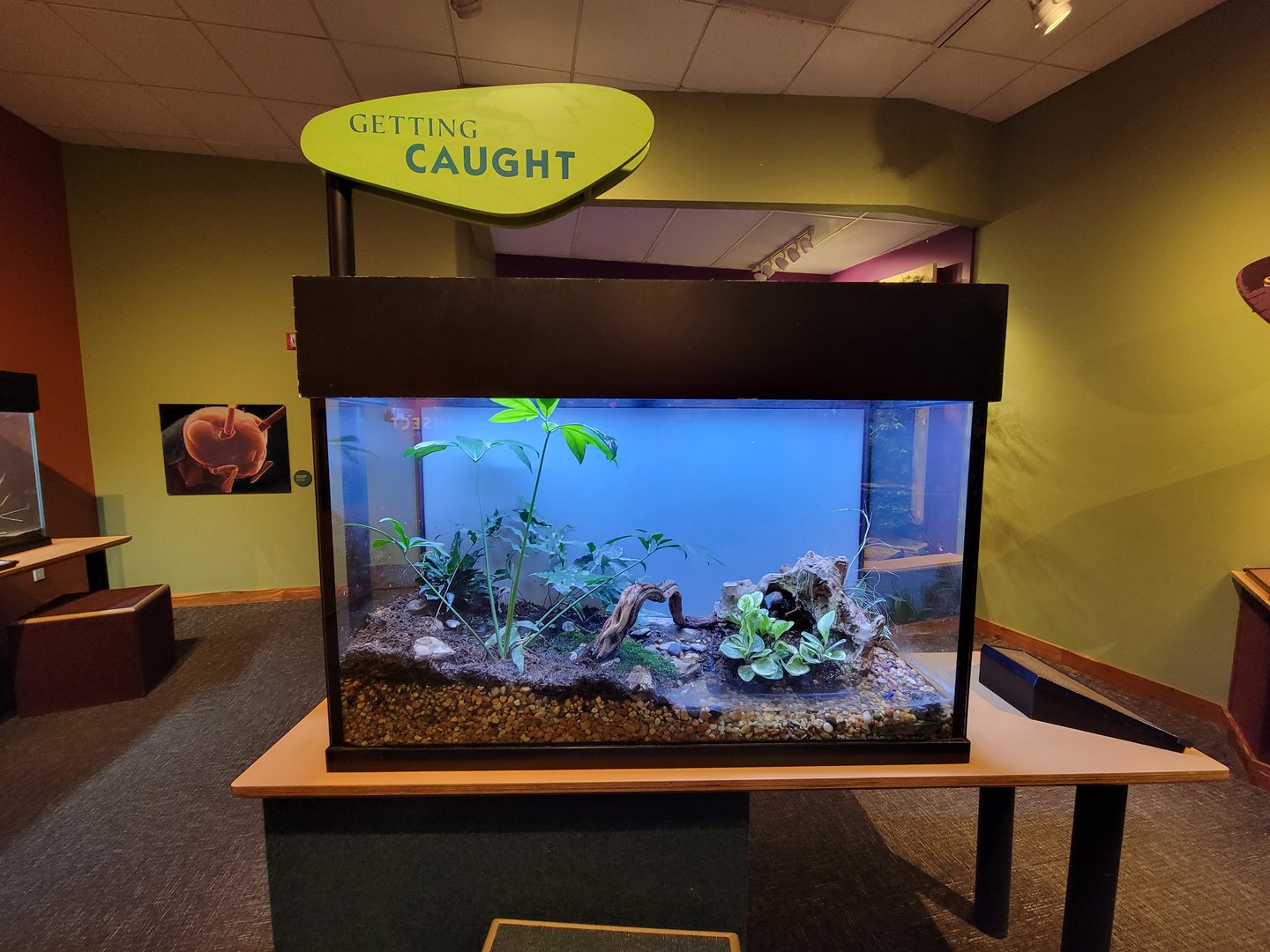 Museum of Life+Science - Magic Wings, poison dart frogs