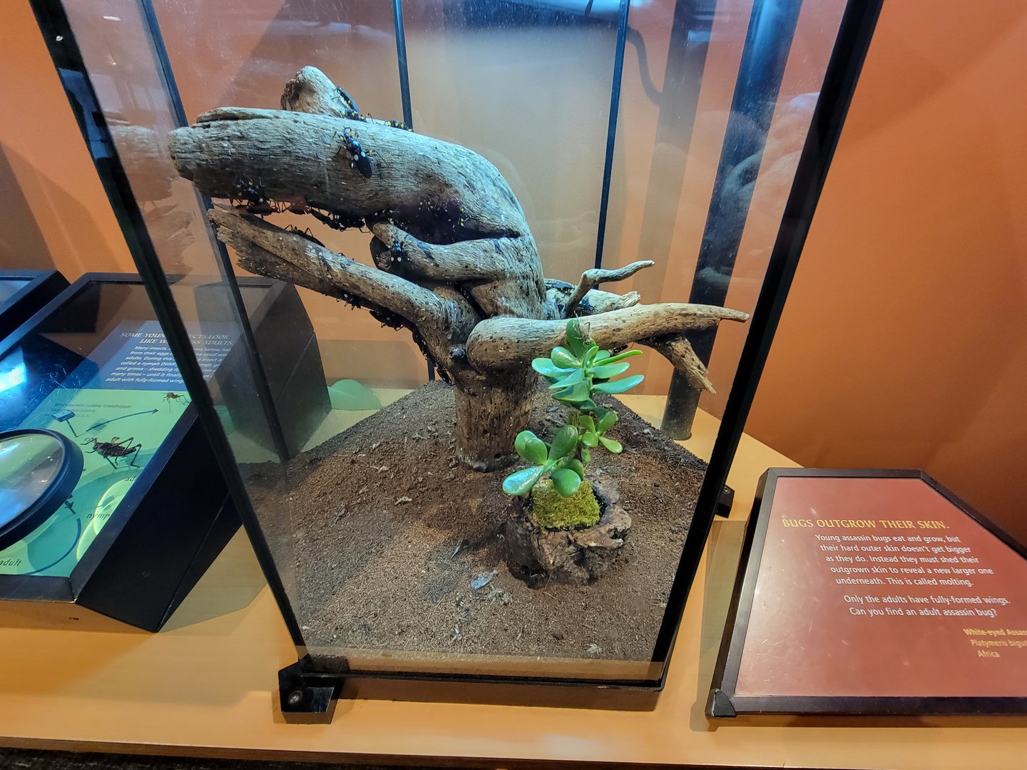 Museum of Life+Science - Magic Wings, white-eyed assassin bug