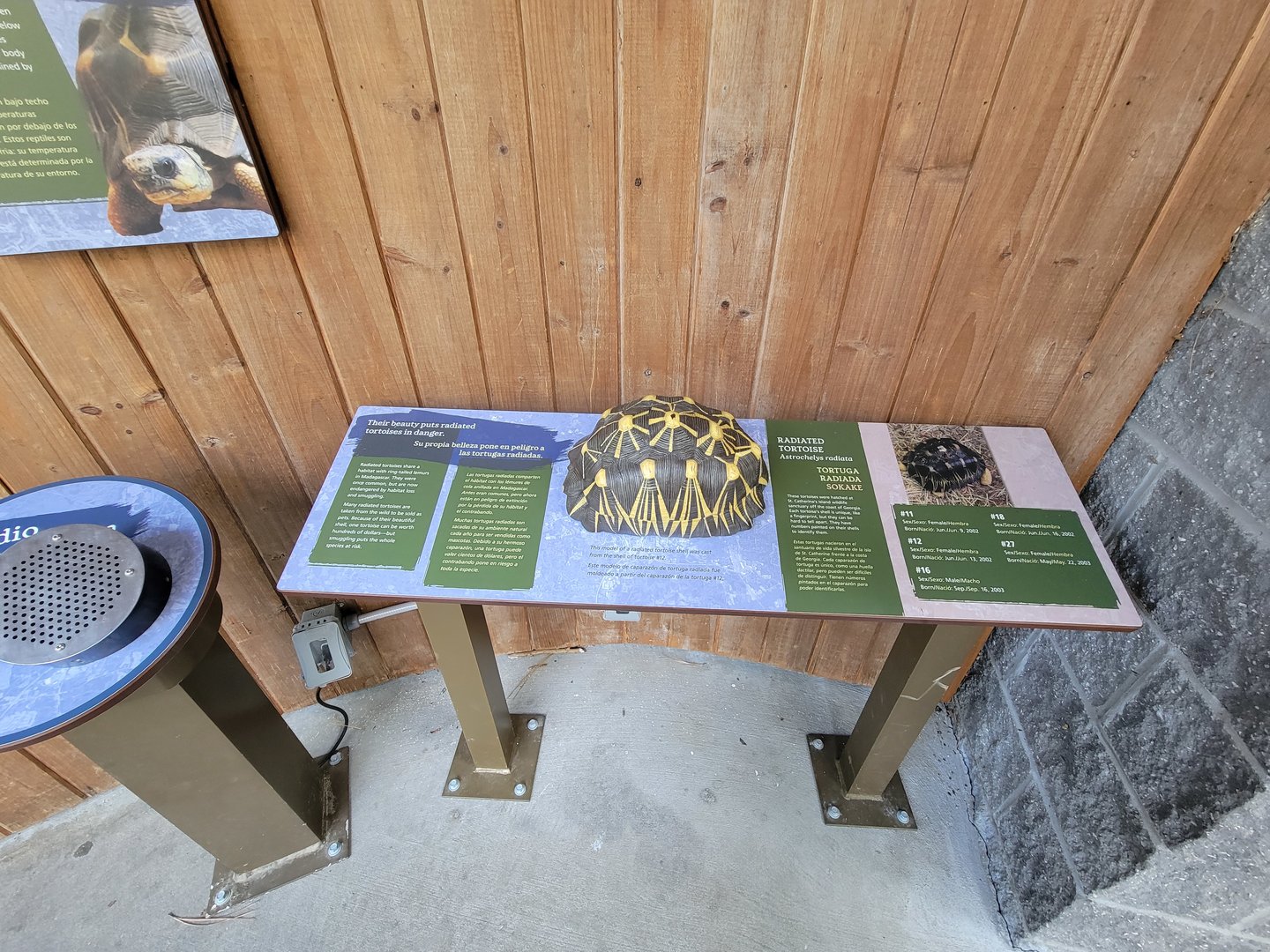 Museum of Life+Science - Radiated tortoises