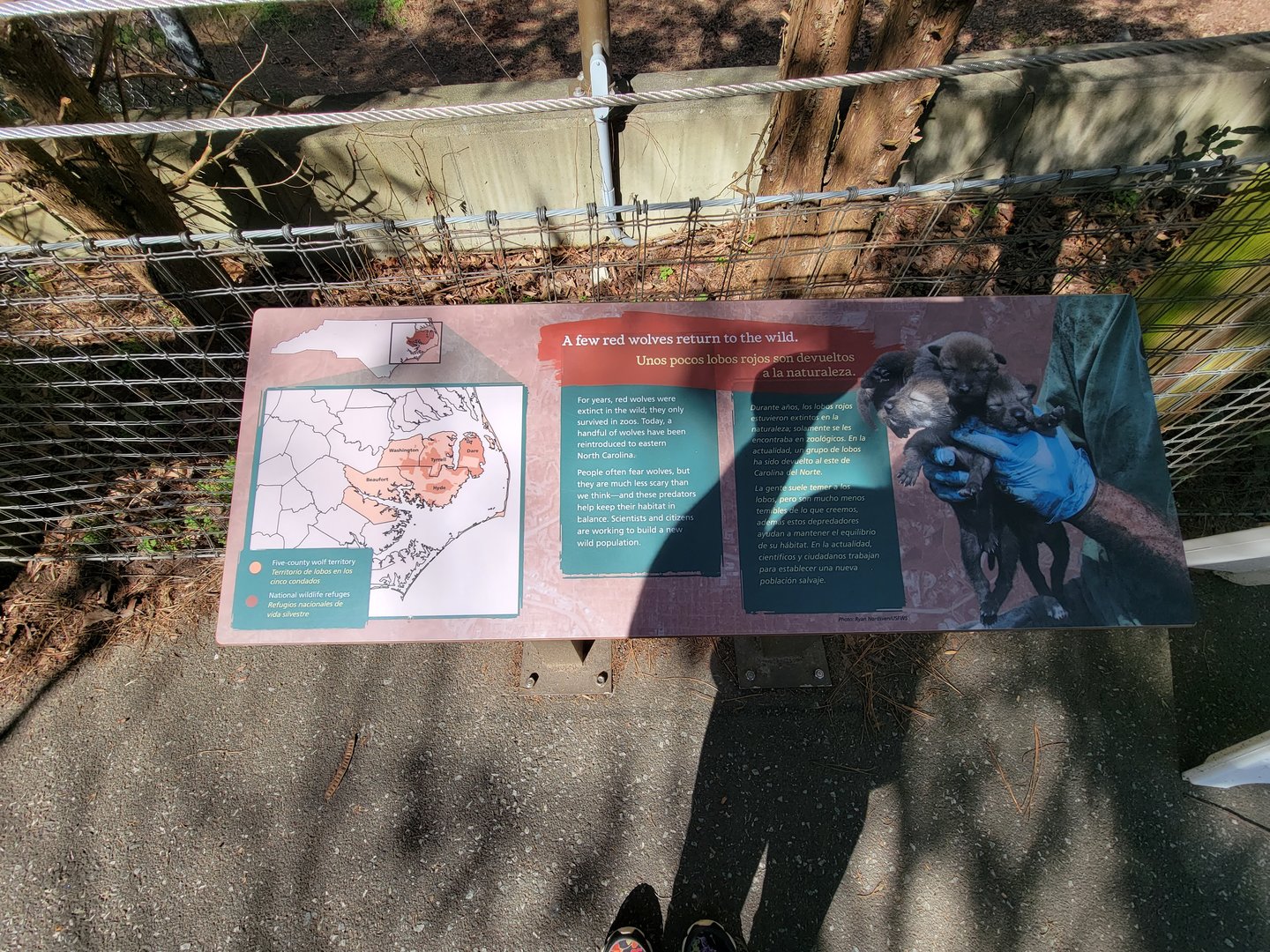 Museum of Life+Science - Red wolf reintroduction