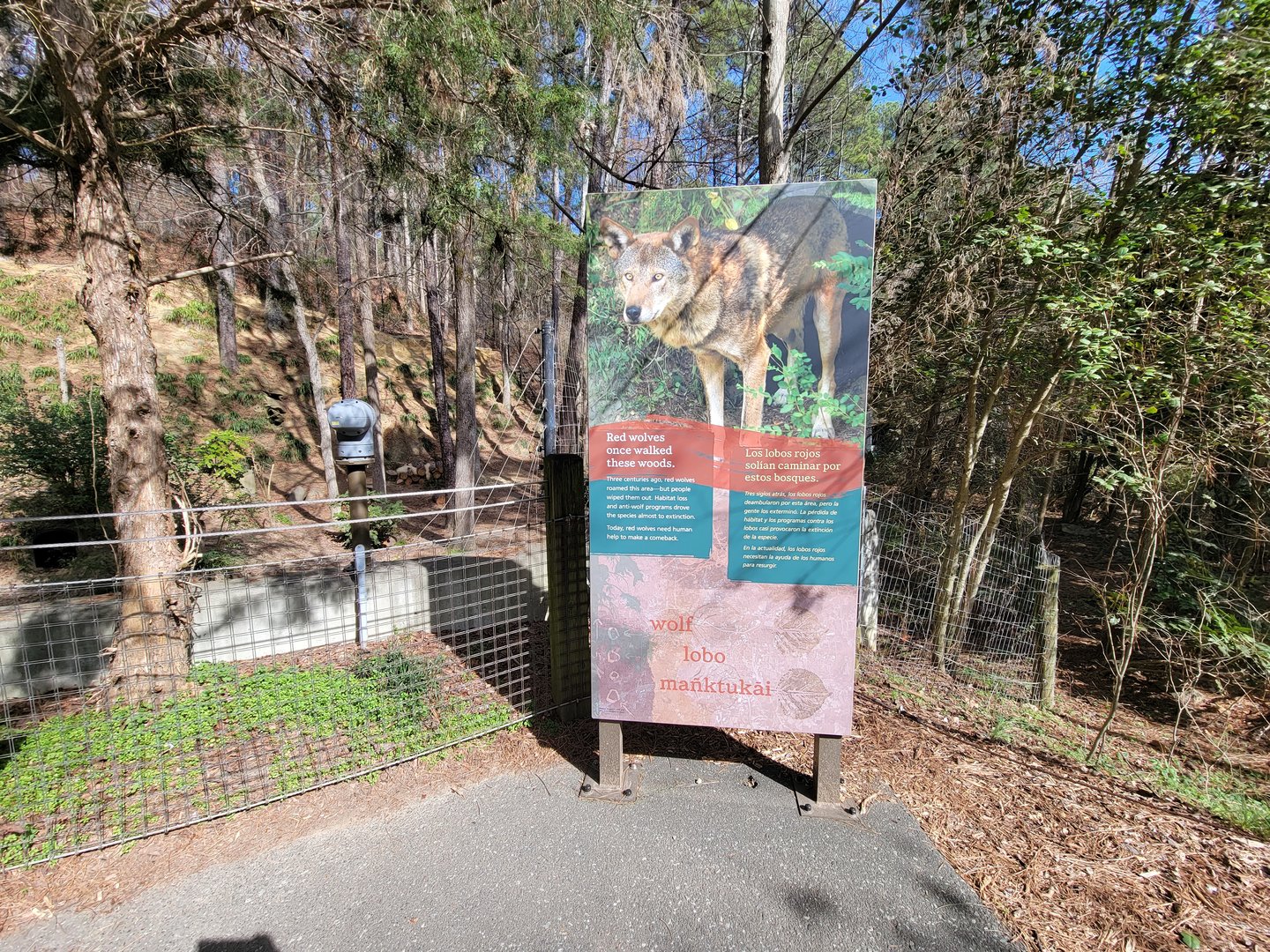 Museum of Life+Science - Red wolves